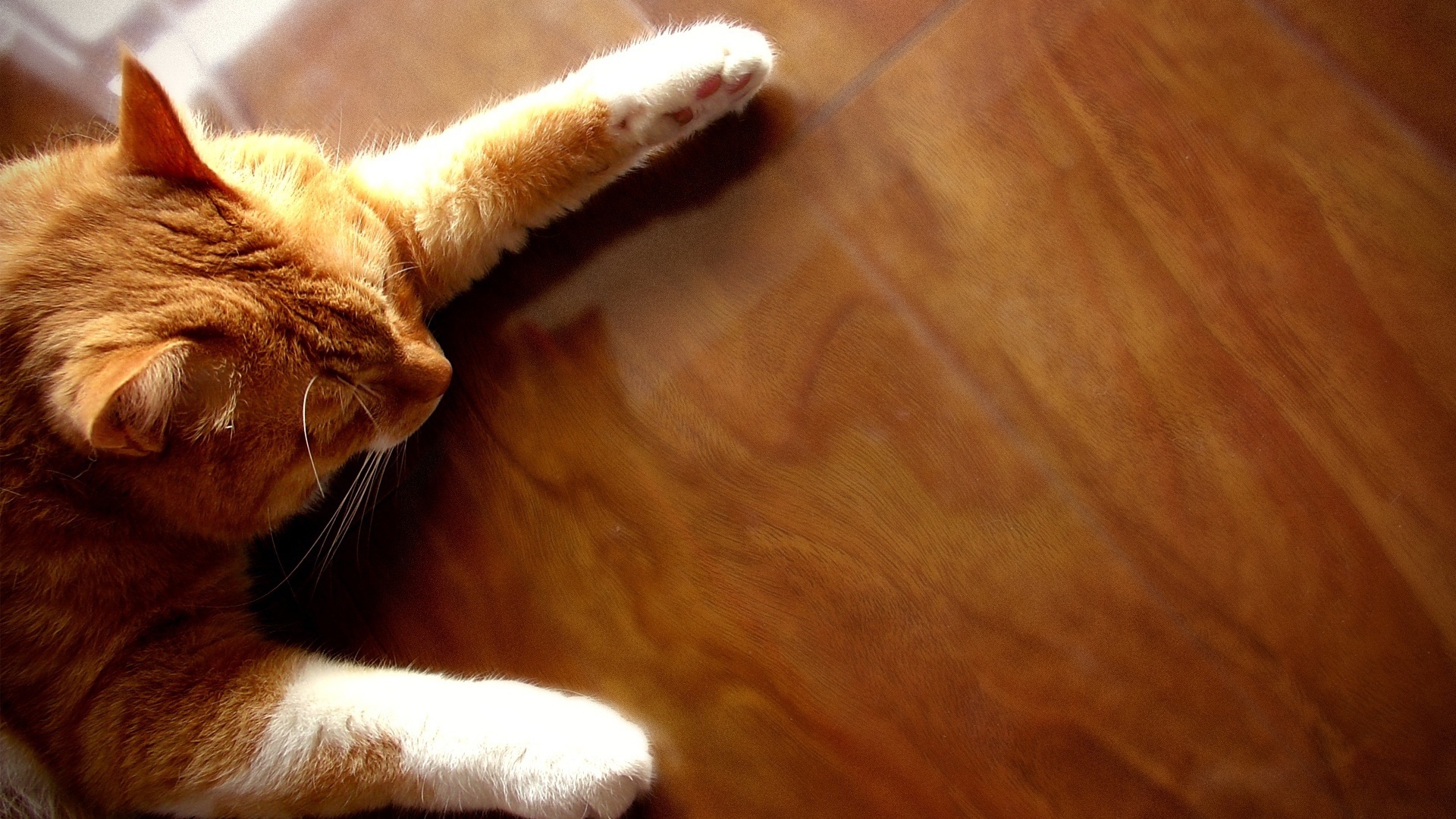 Рыжий кот на полу