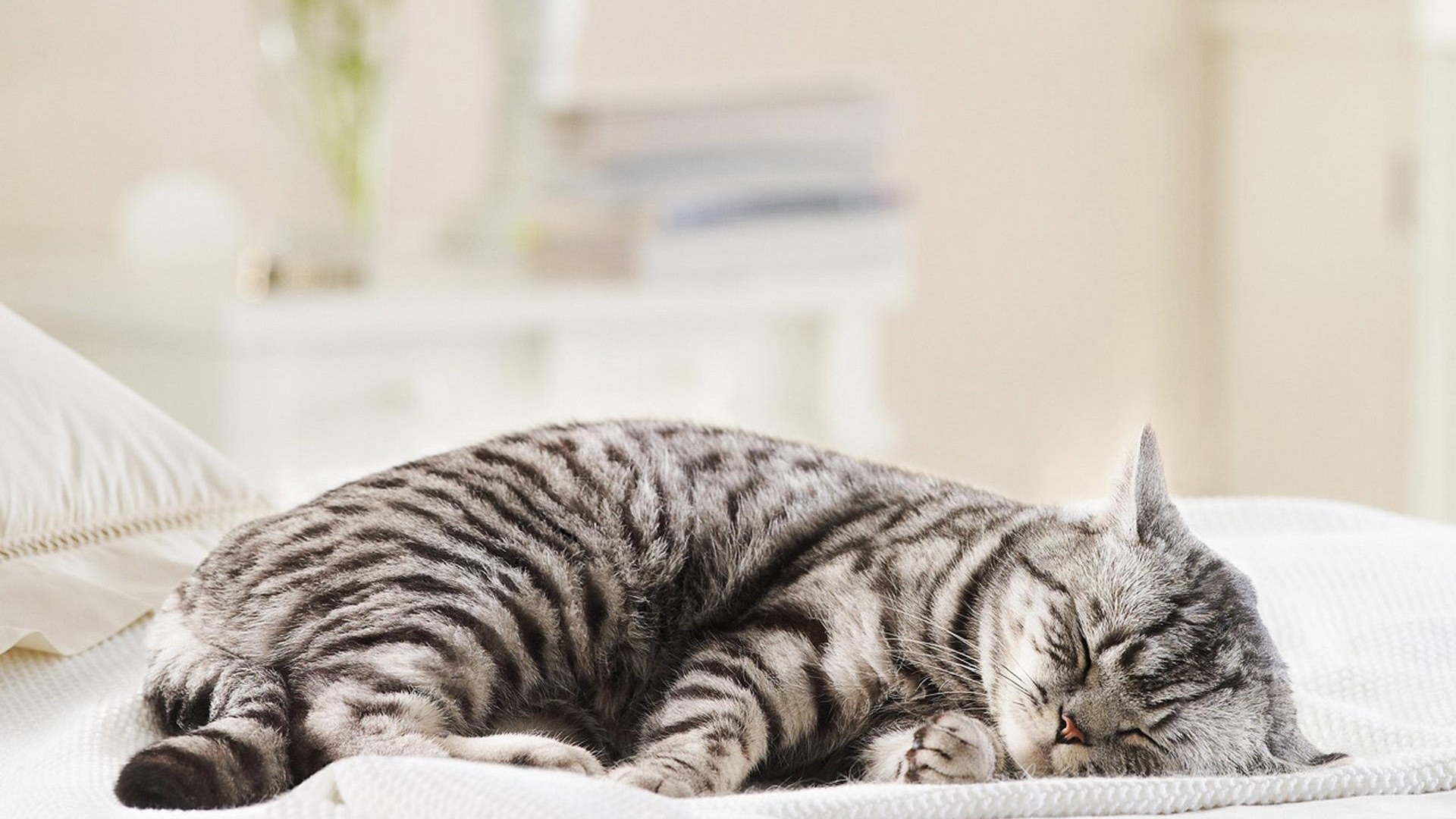 Спящая кошка