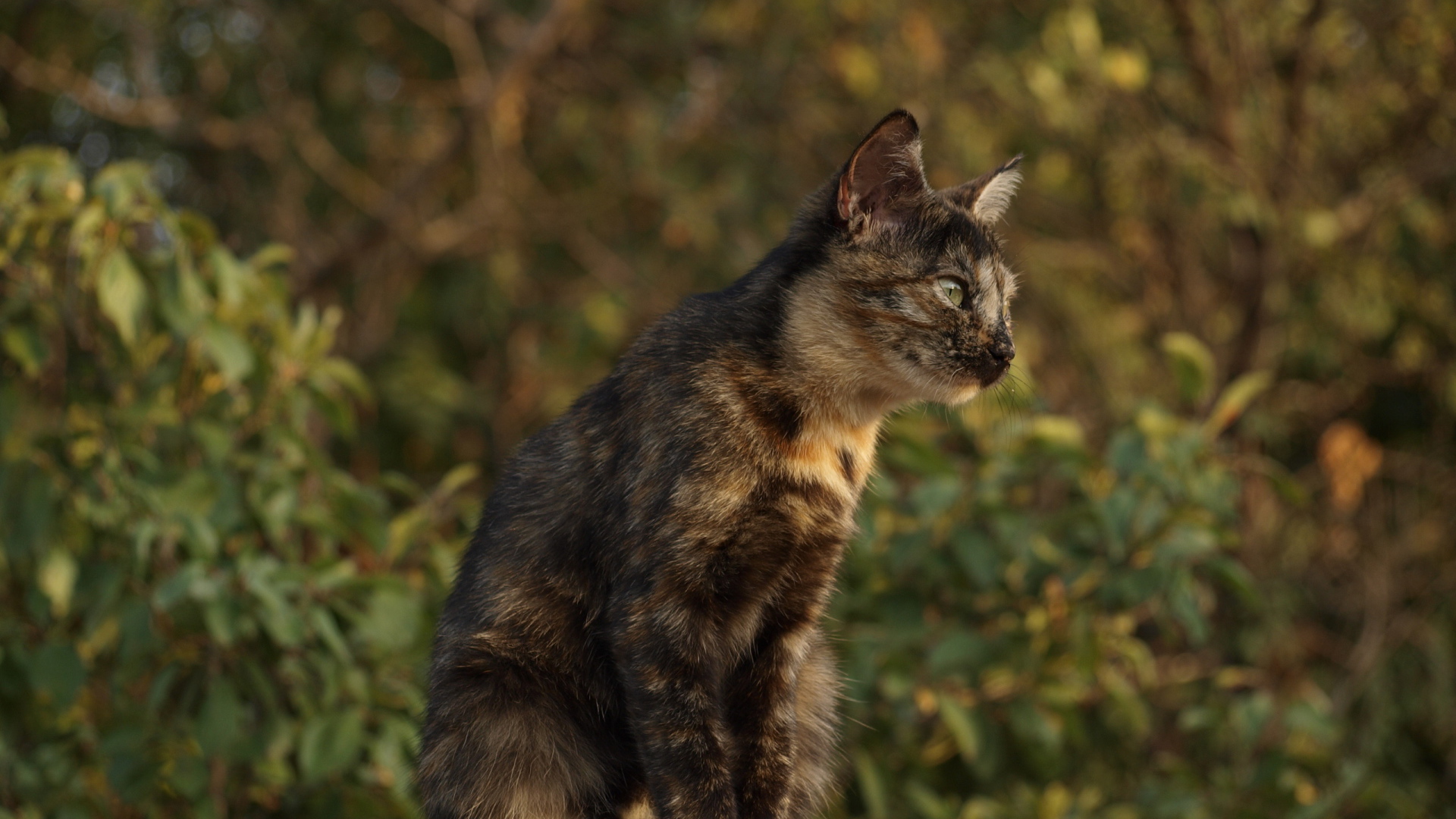 Пятнистый кот