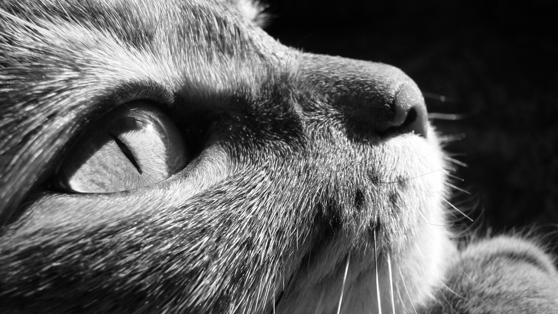 Задумчивый взгляд