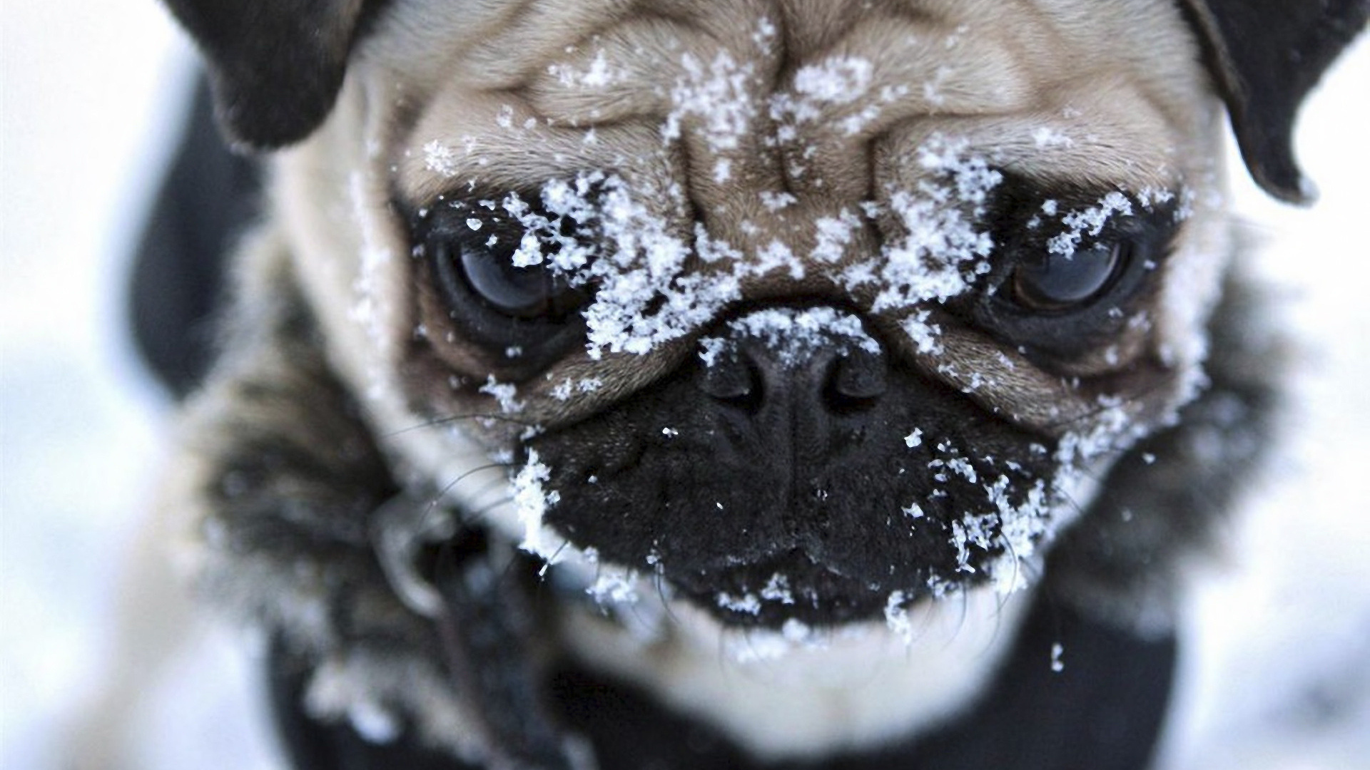 Мордашка мопса