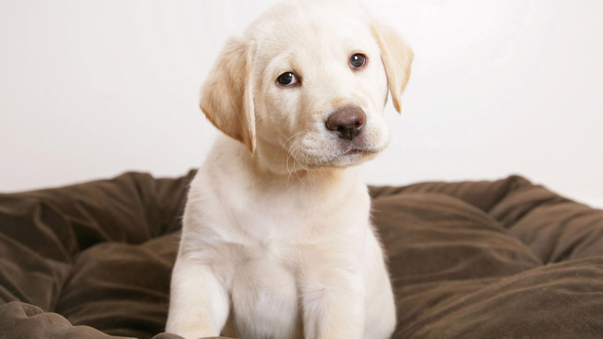 Щенок Лабрадора