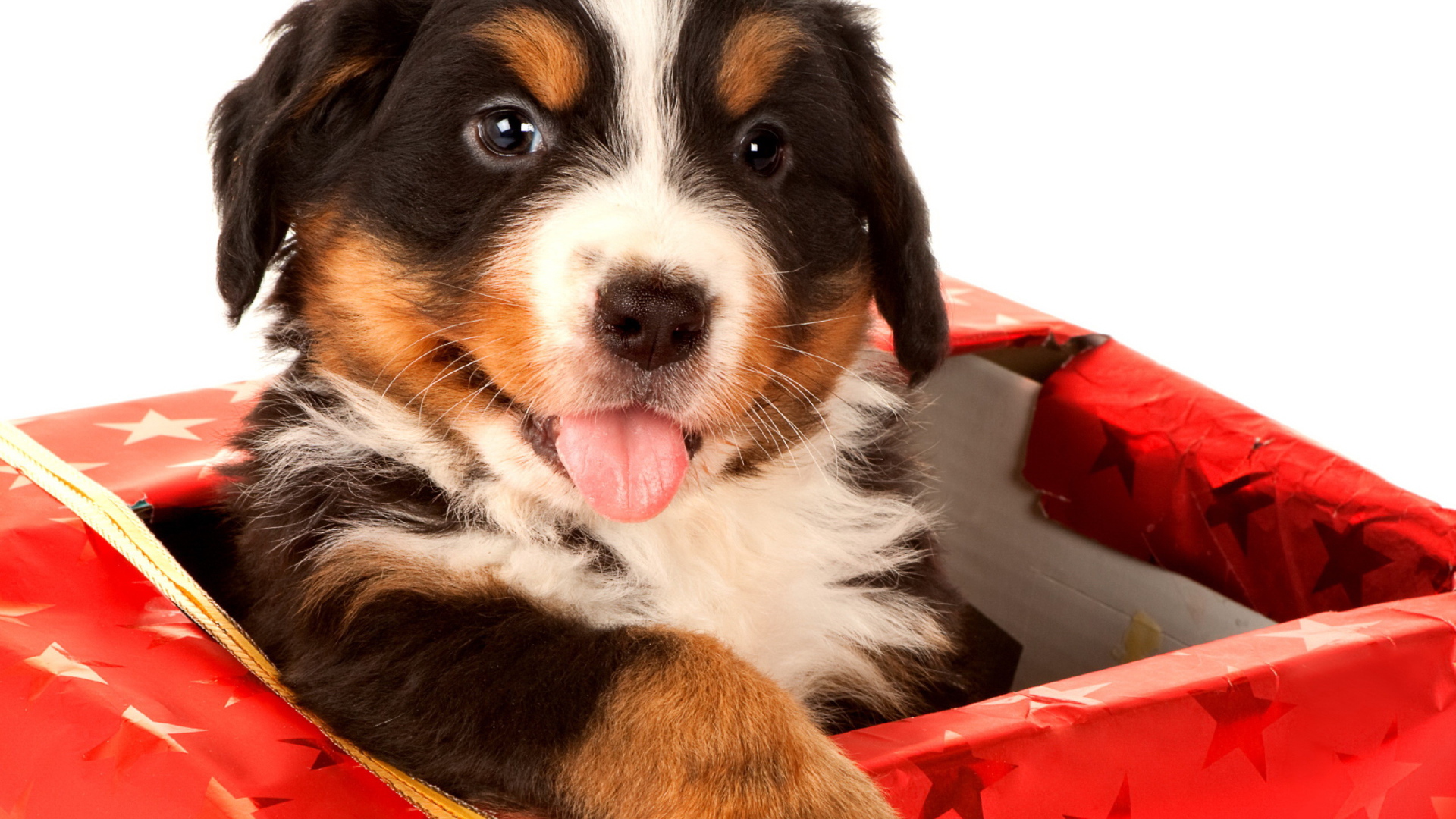 Щенок в подарок