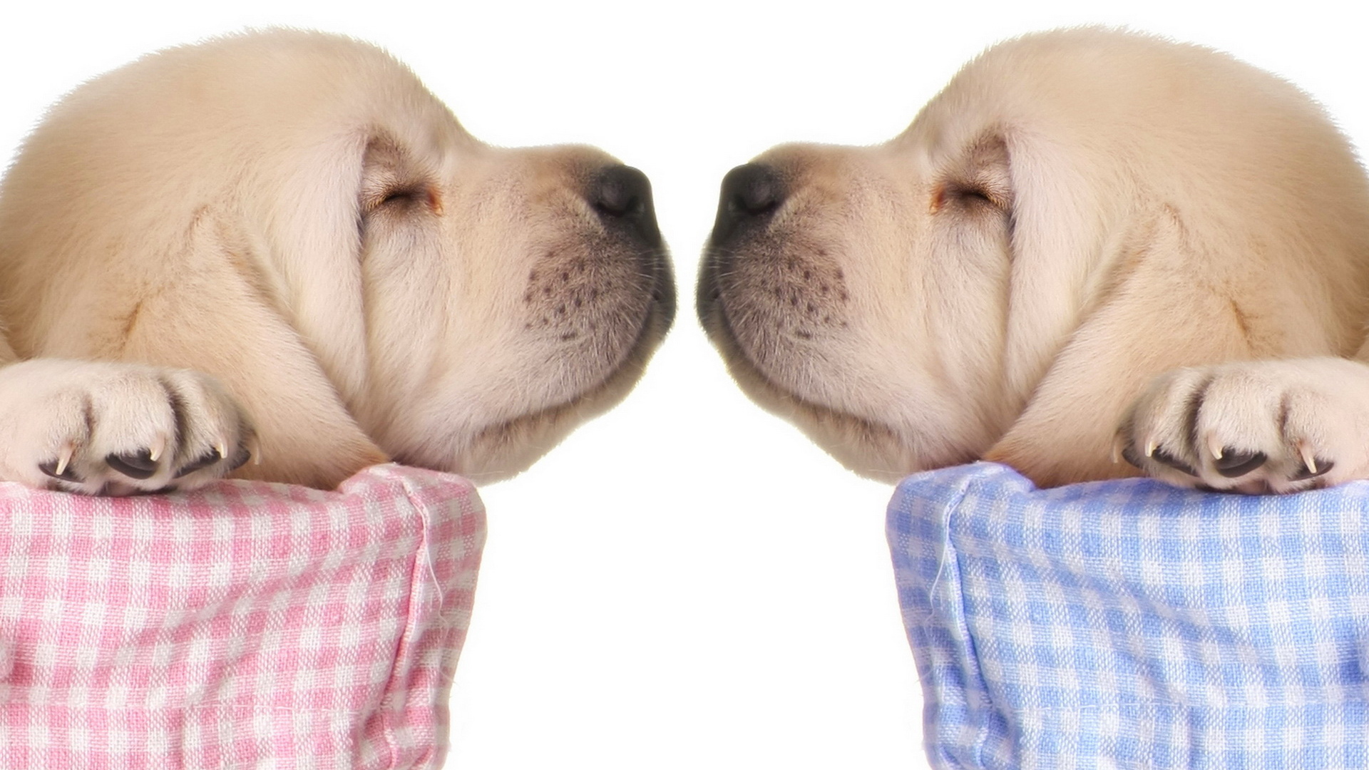 Спящие щенки