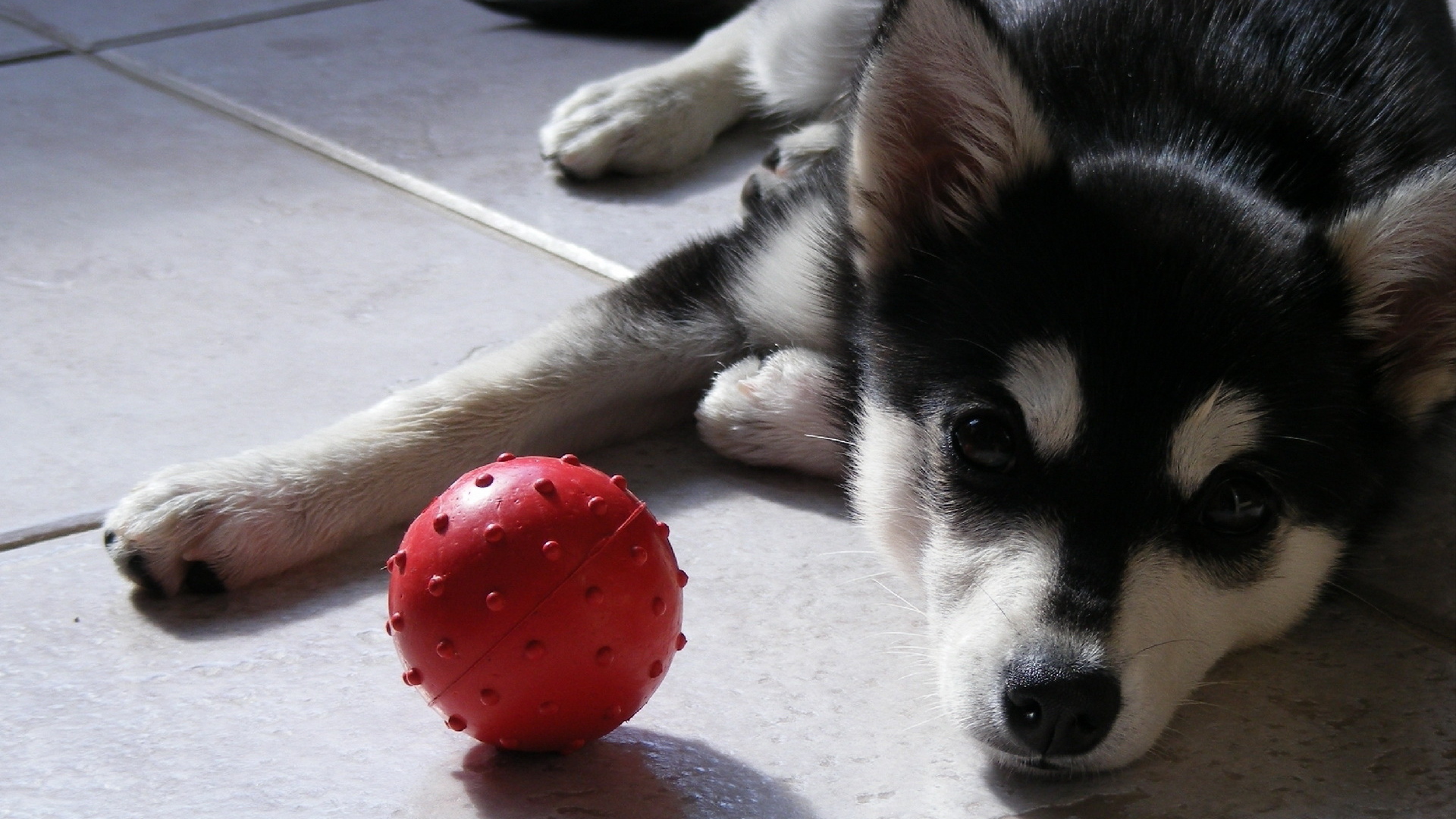 щенок Сибирского Хаски