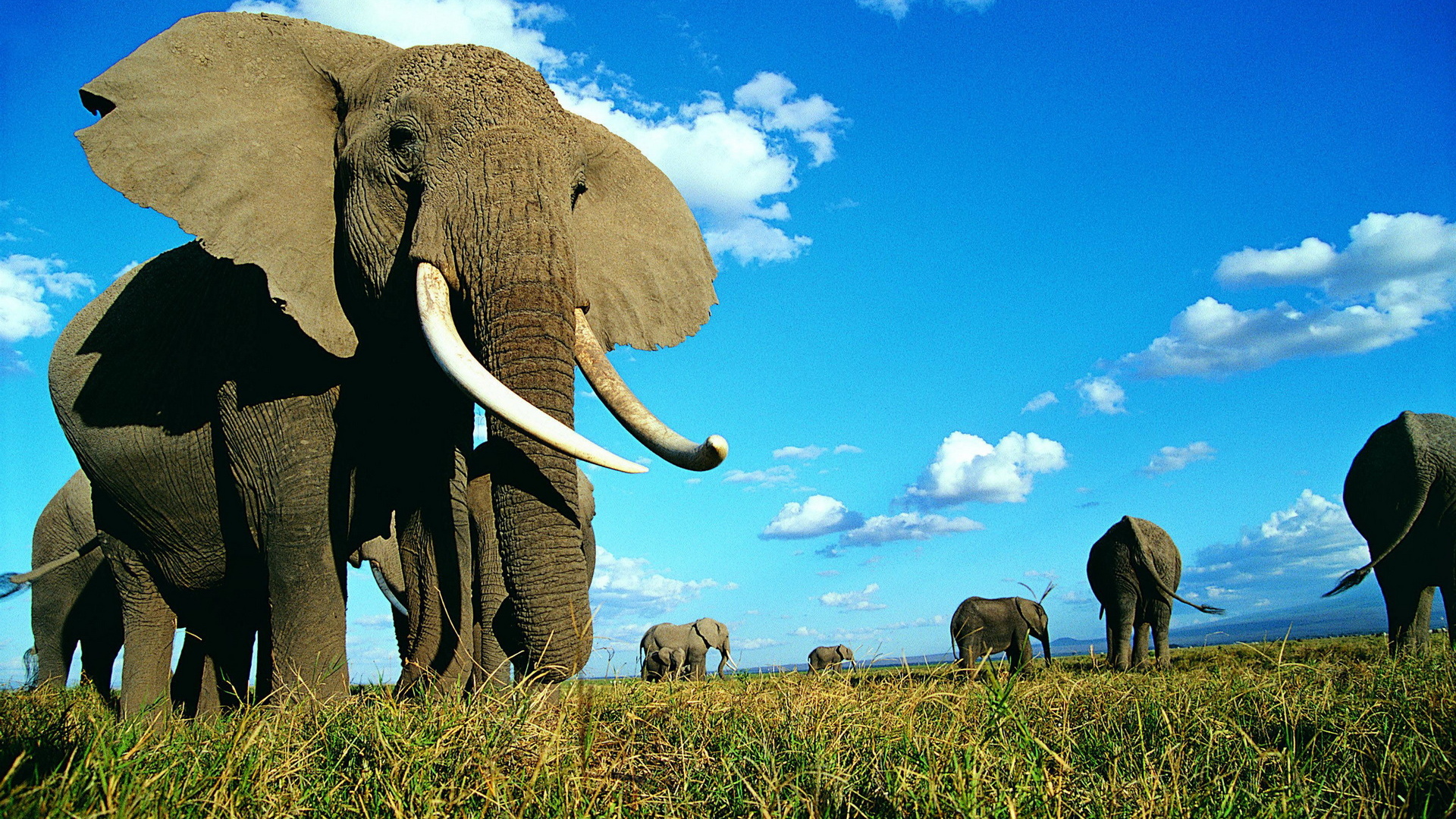 Семейство слонов