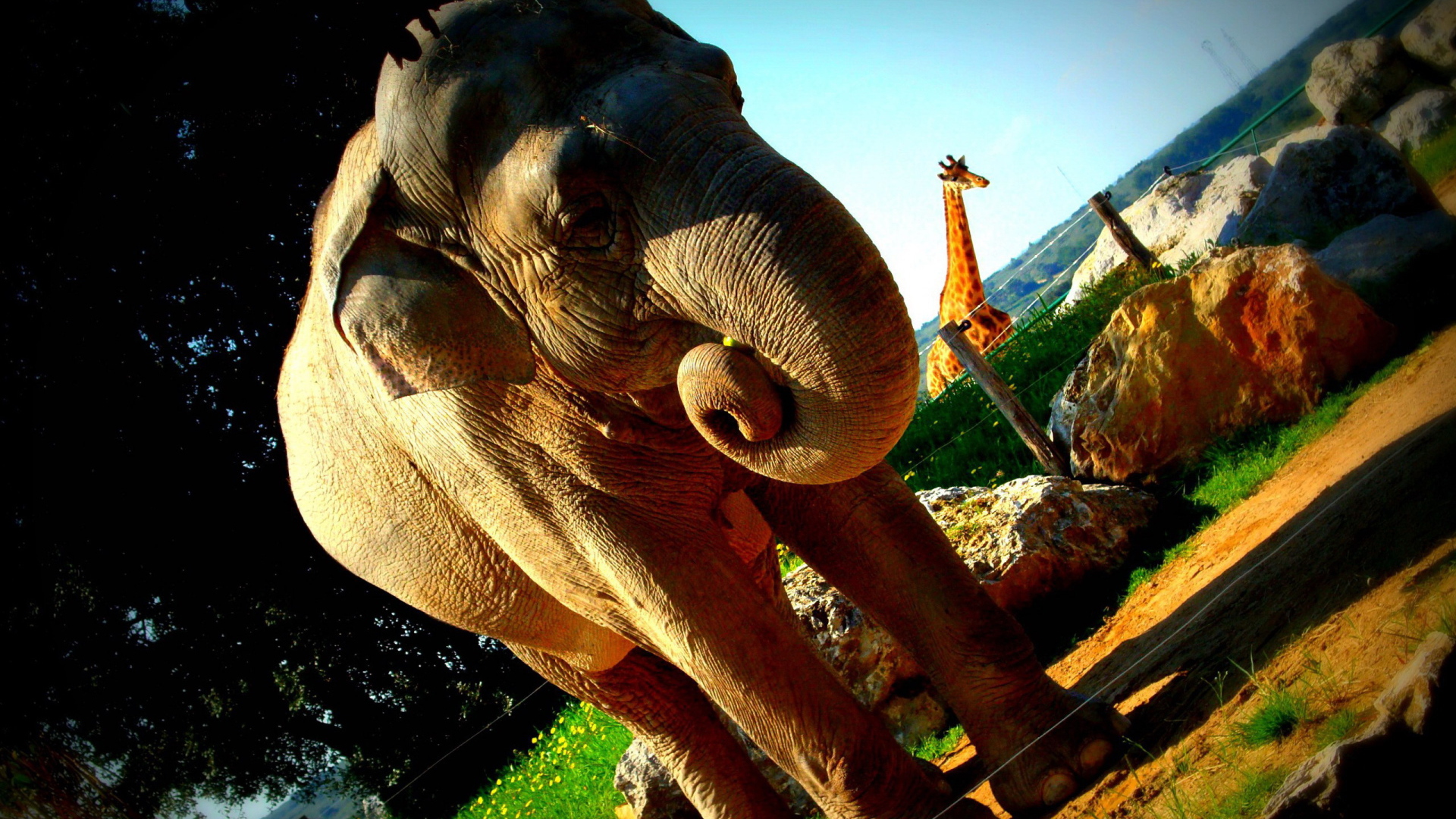 Слон в вольере