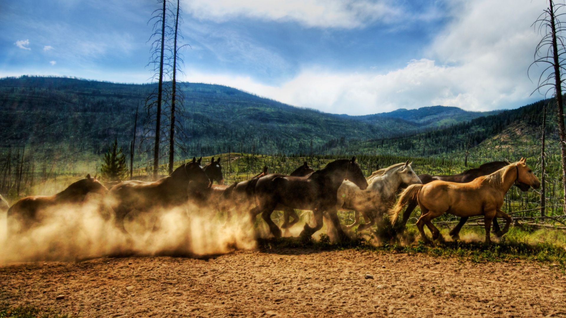 Табун лошадей