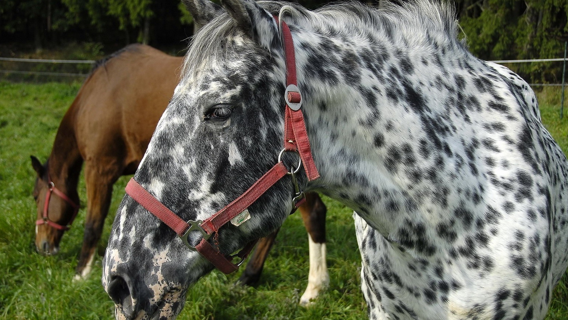 Пятнистая лошадь