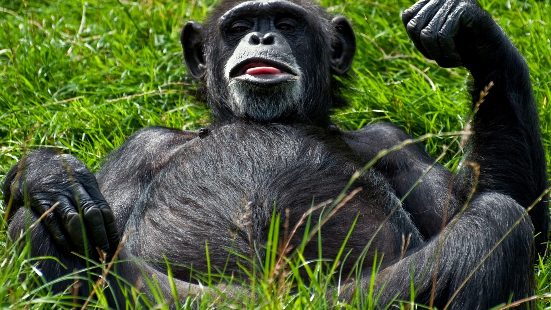 Отдыхающий примат