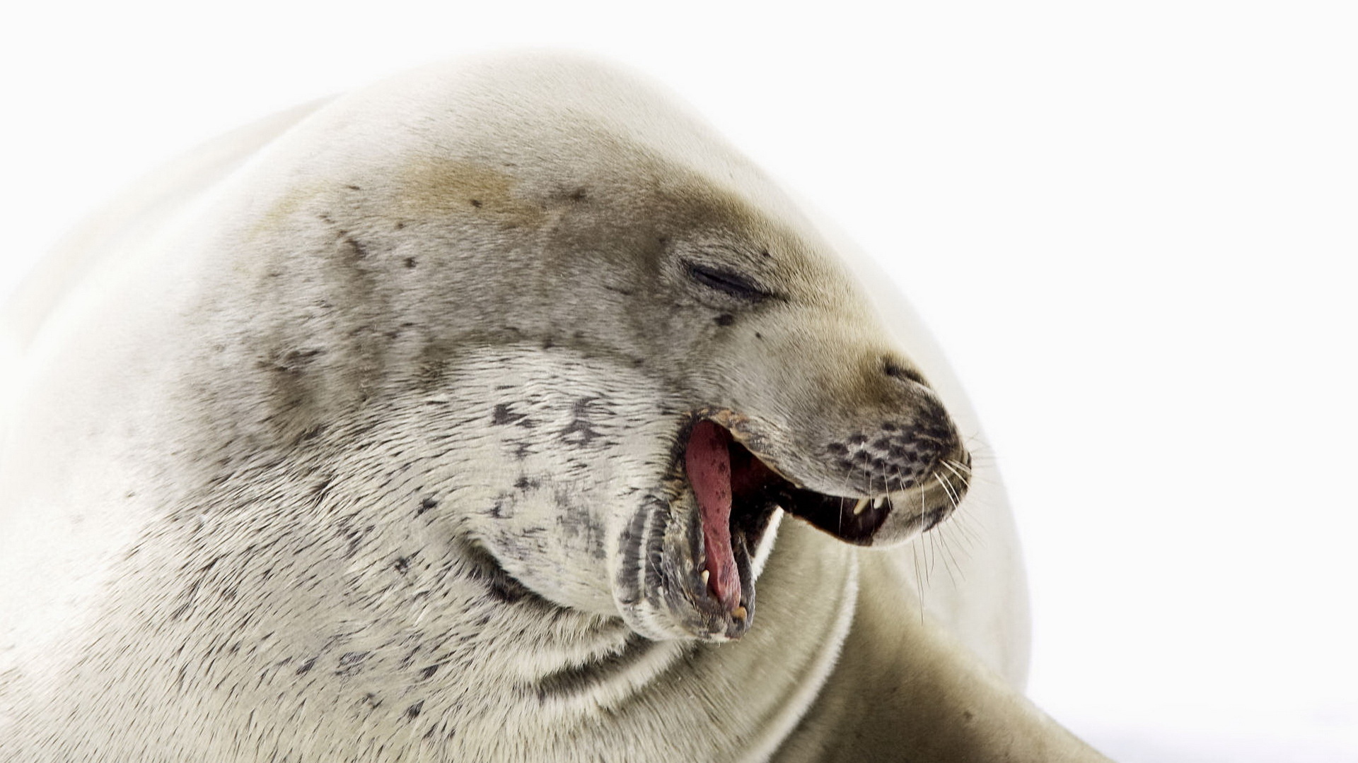 Морской котик