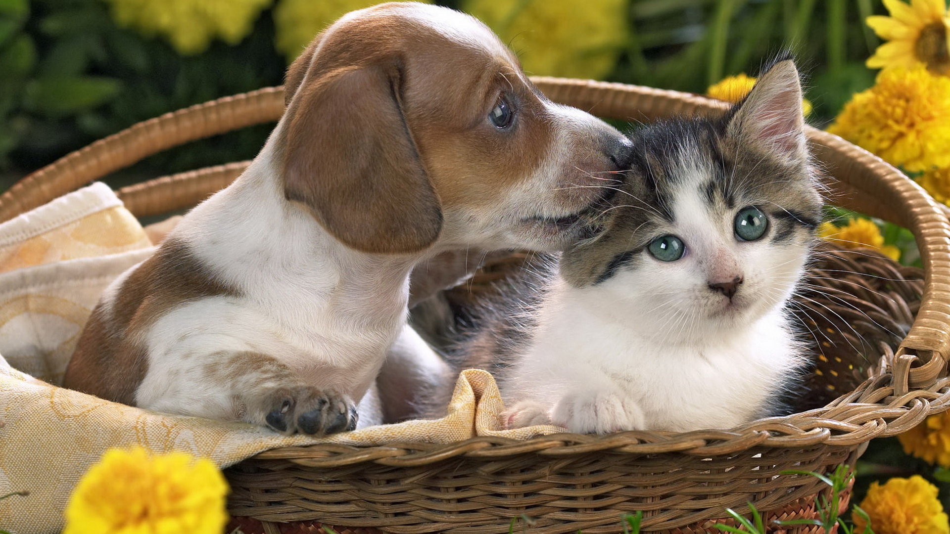 Щенок и котенок