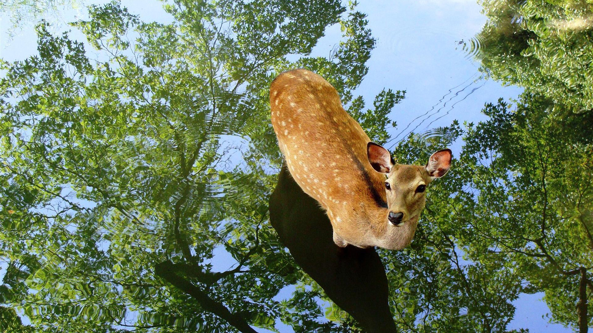 Олень в воде