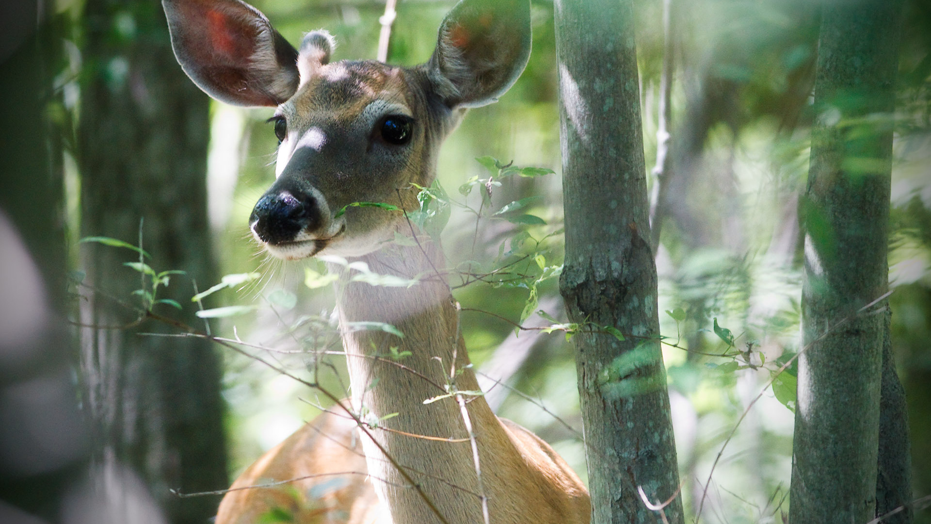 Молодой олень