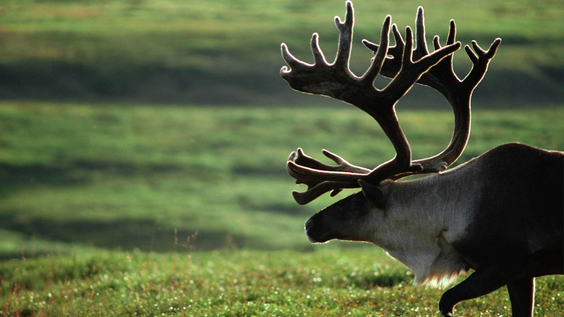 Старый олень