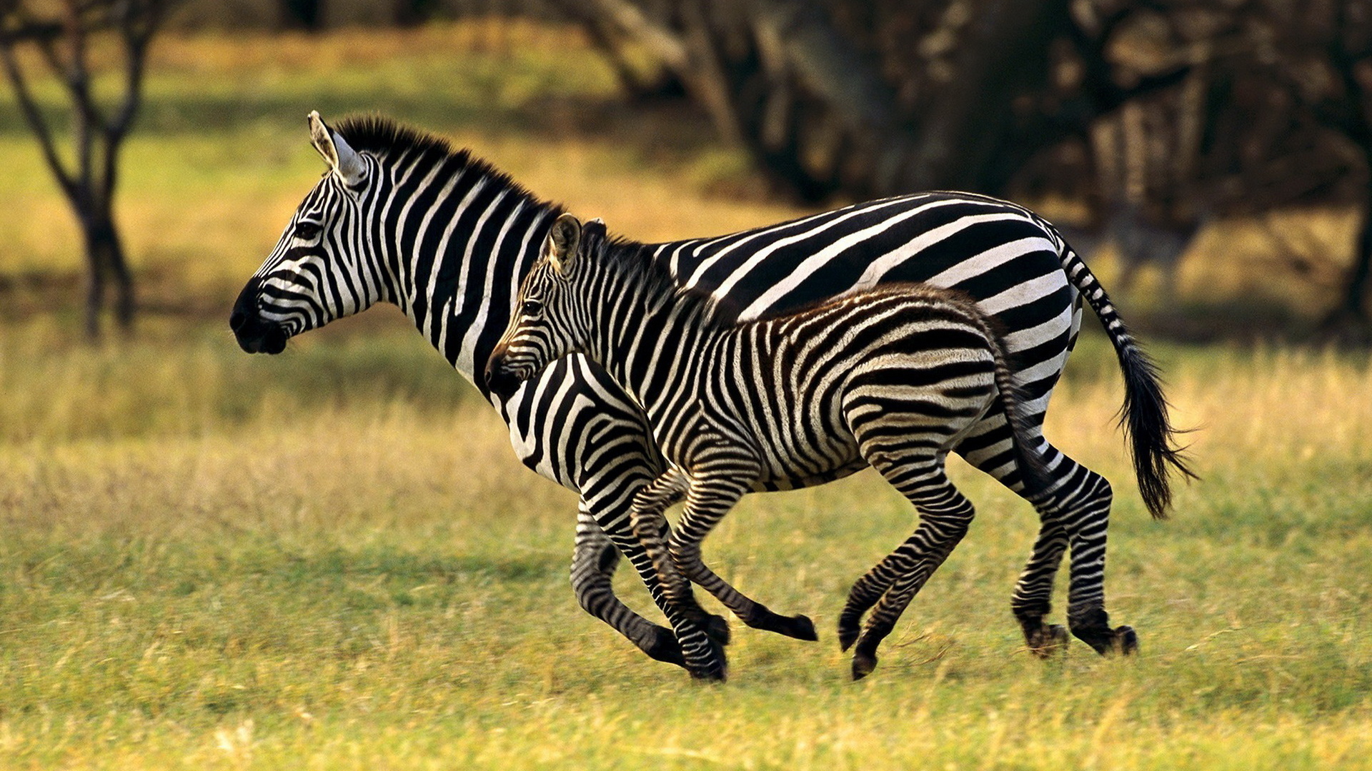 Бегущие зебры