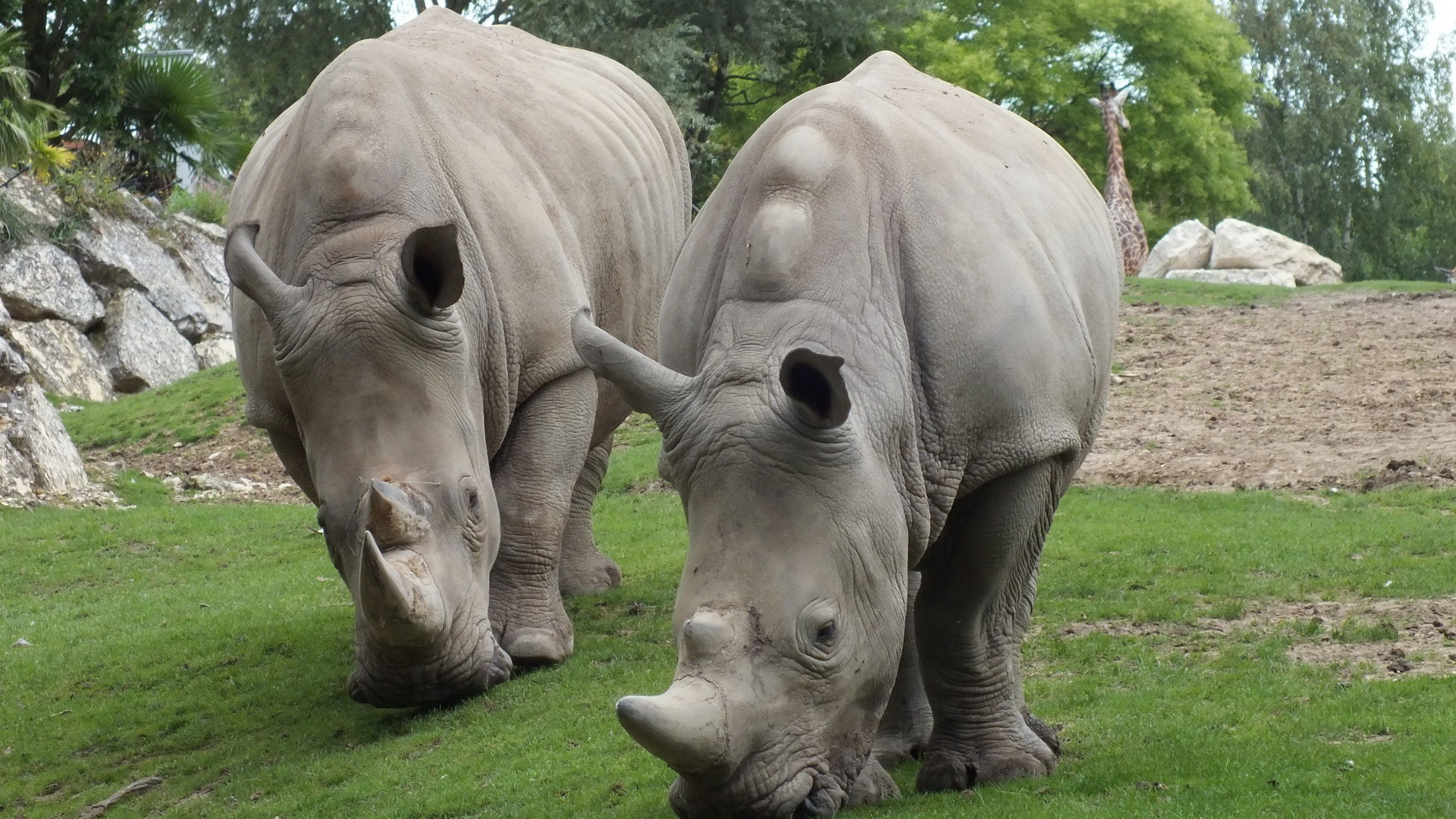 Два носорога