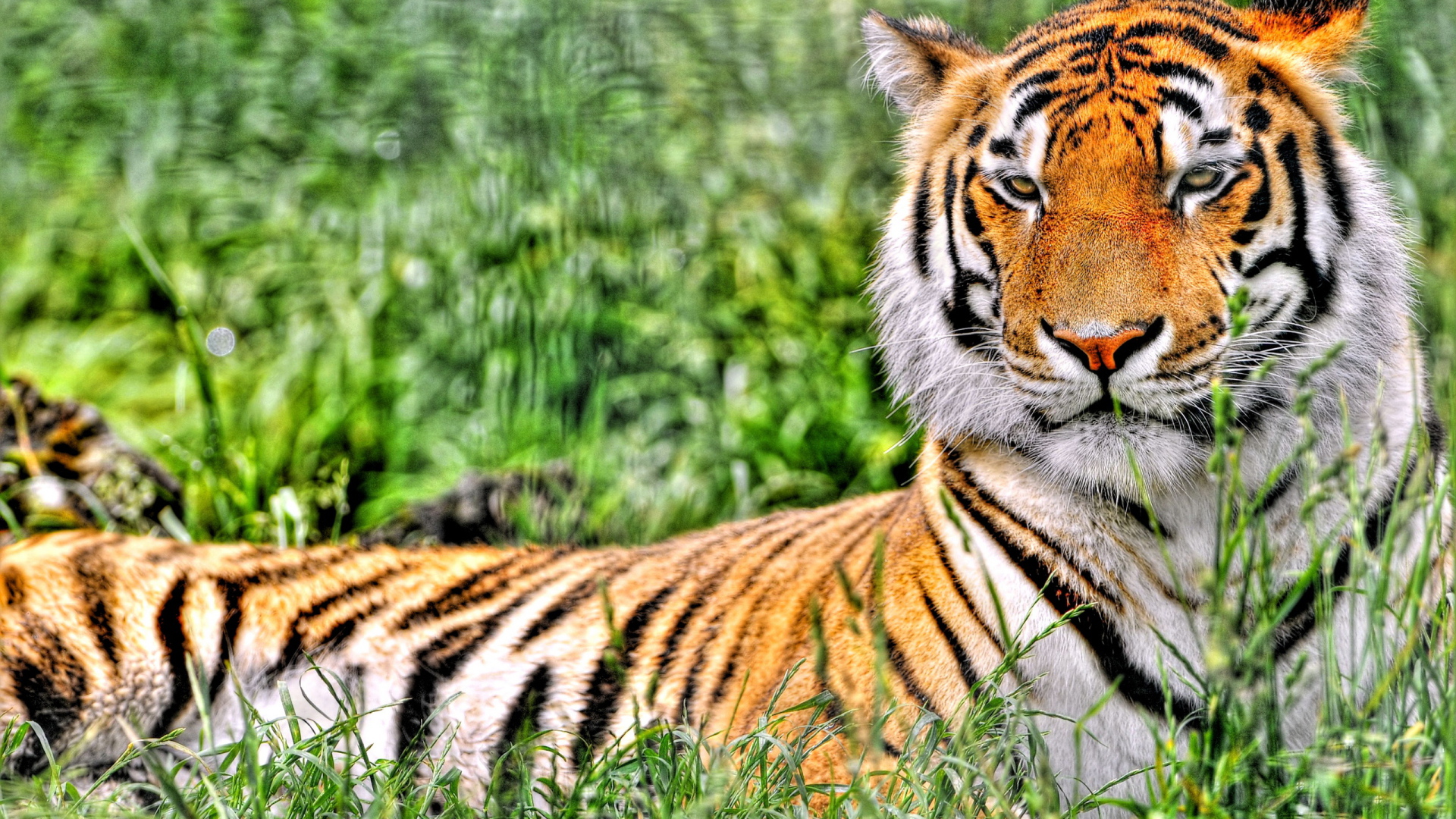 Отдыхающий тигр