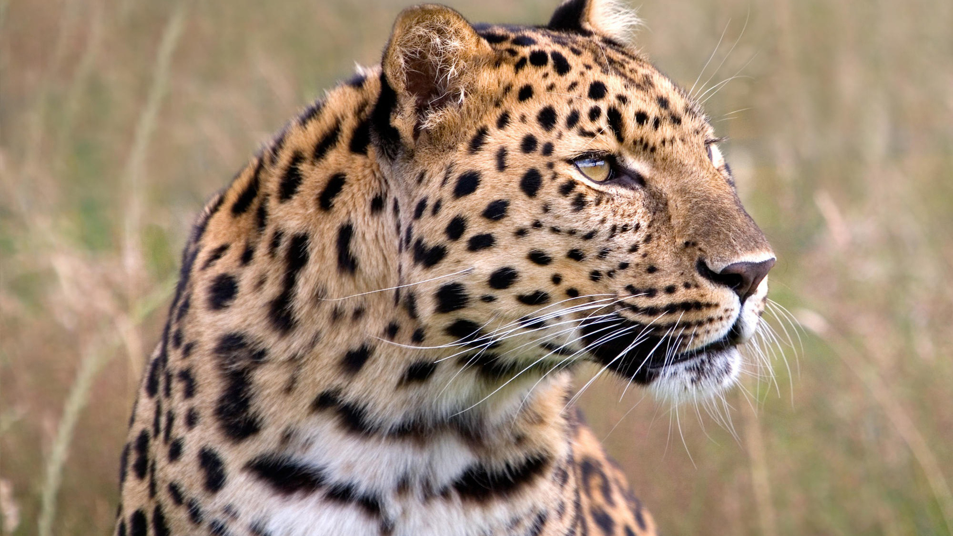 Задумчивый леопард