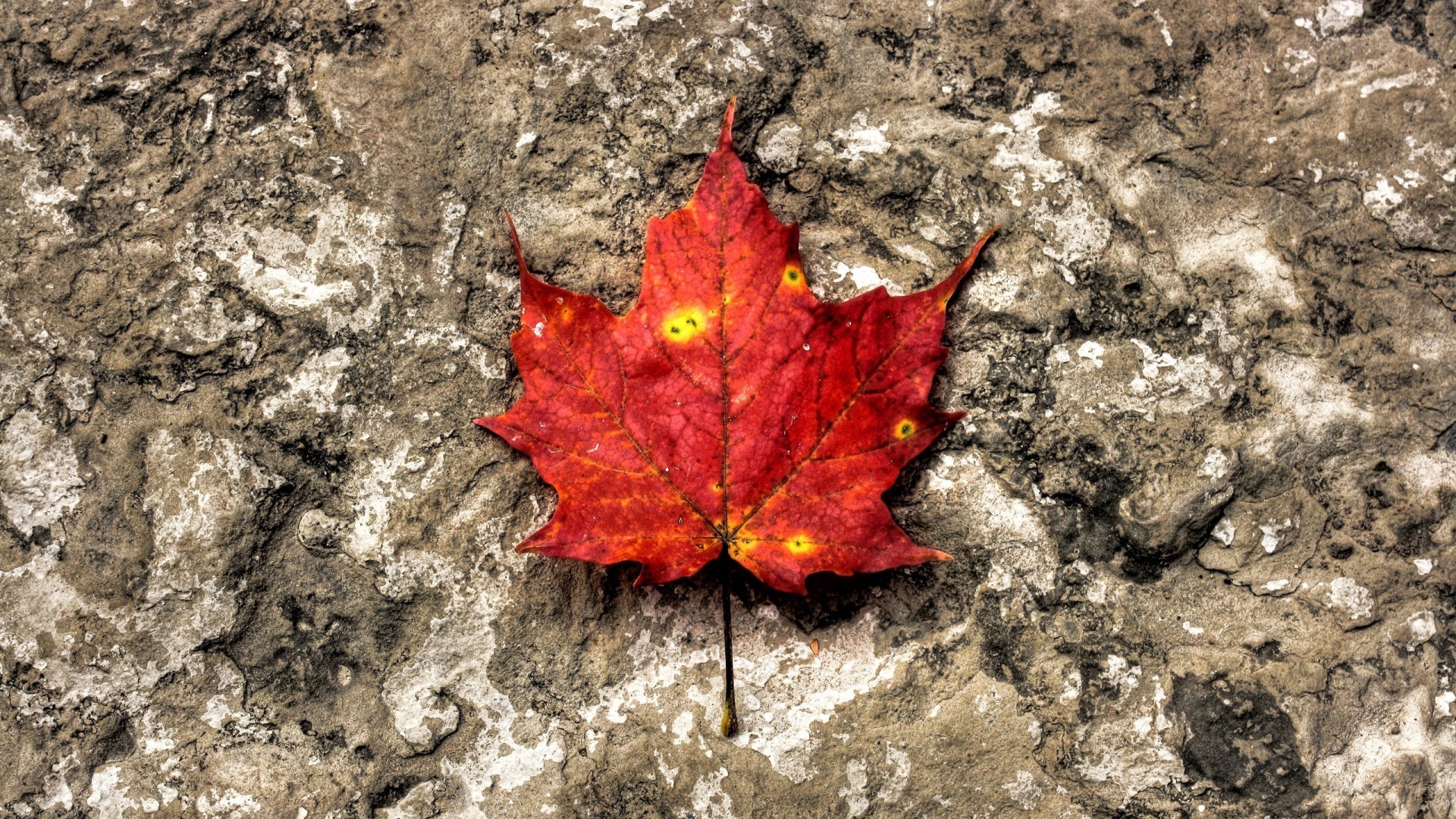 Лист на камне