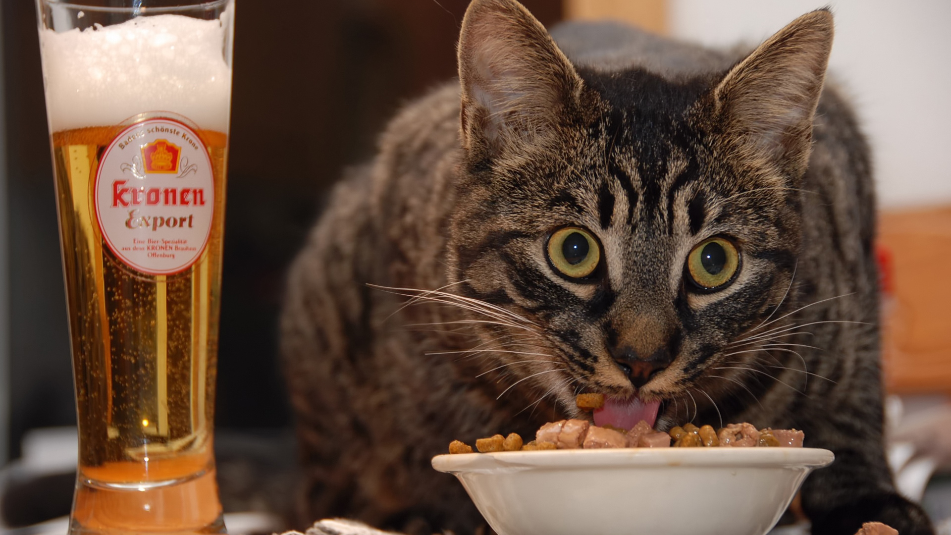 Кот и пиво