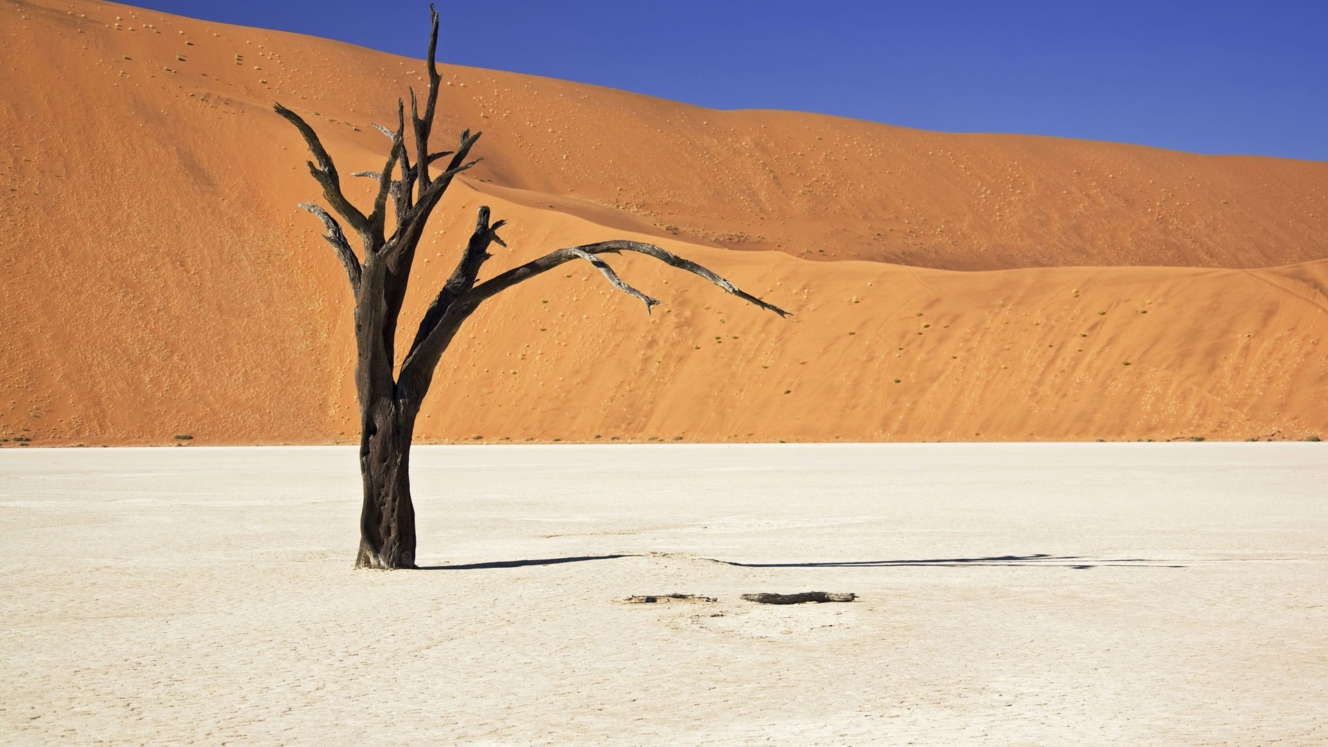 Засохшее дерево