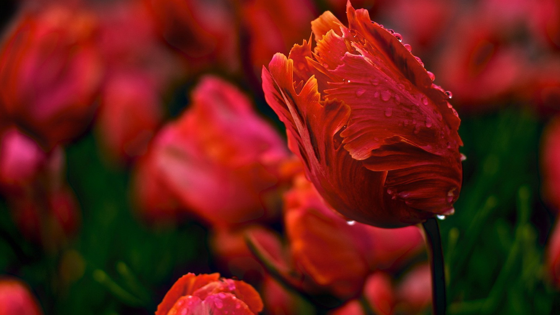 Красивые тюльпаны