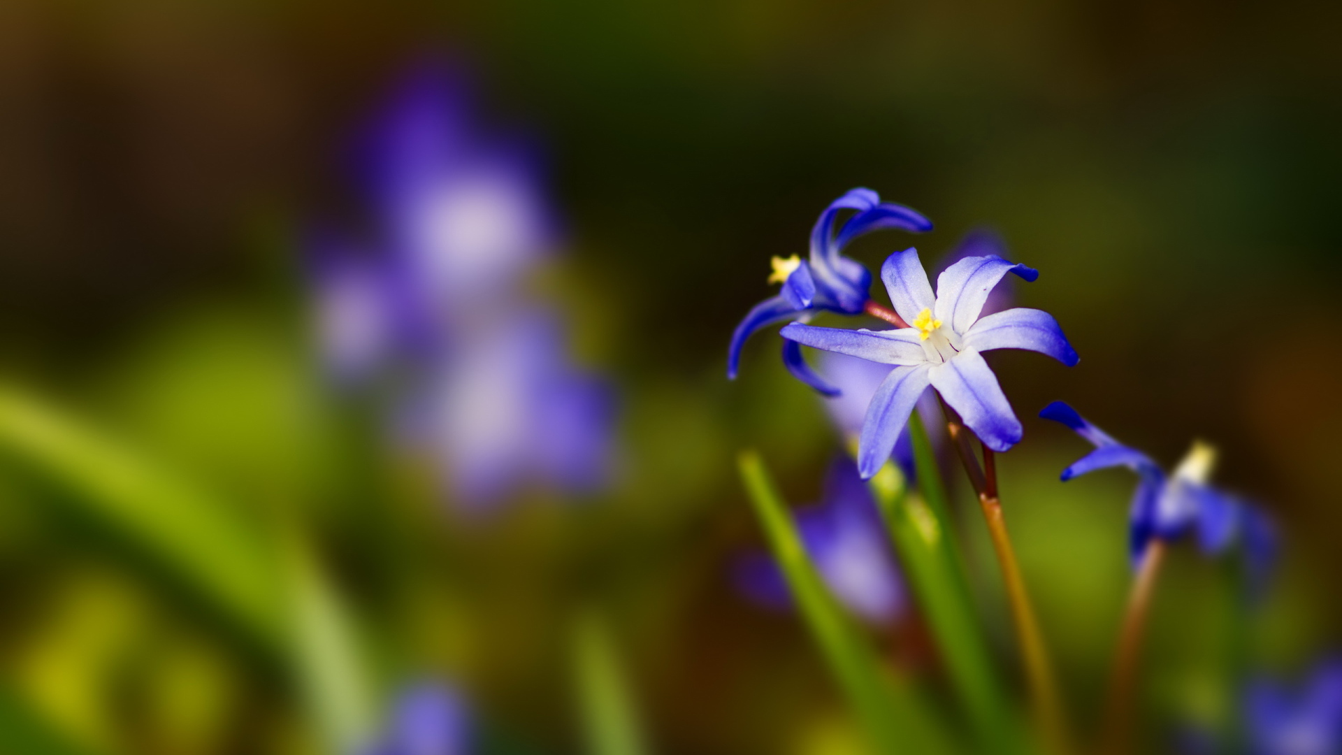 Синии цветочки