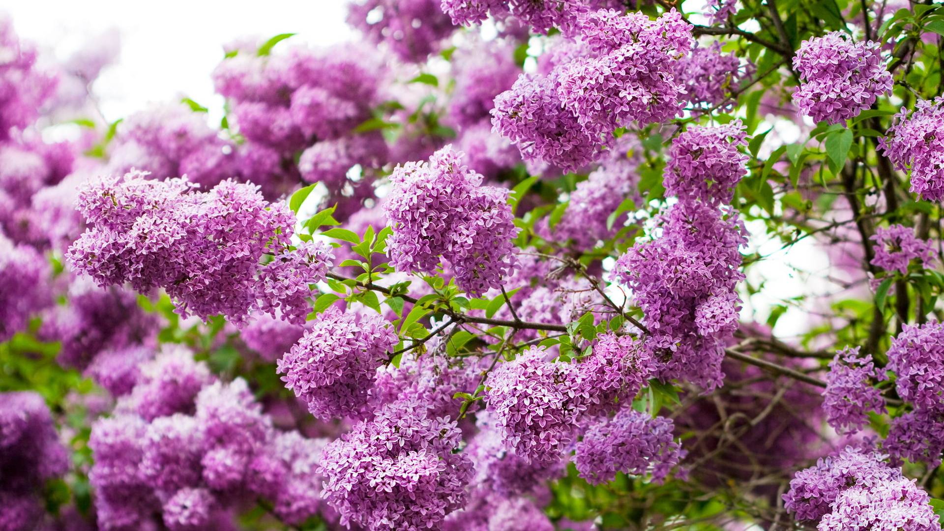 Ветки сирени