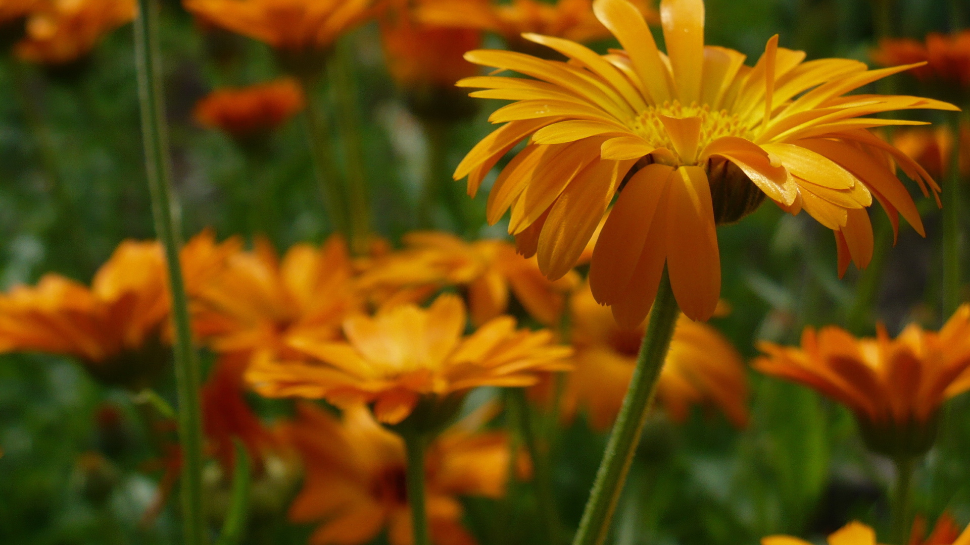 Яркие герберы