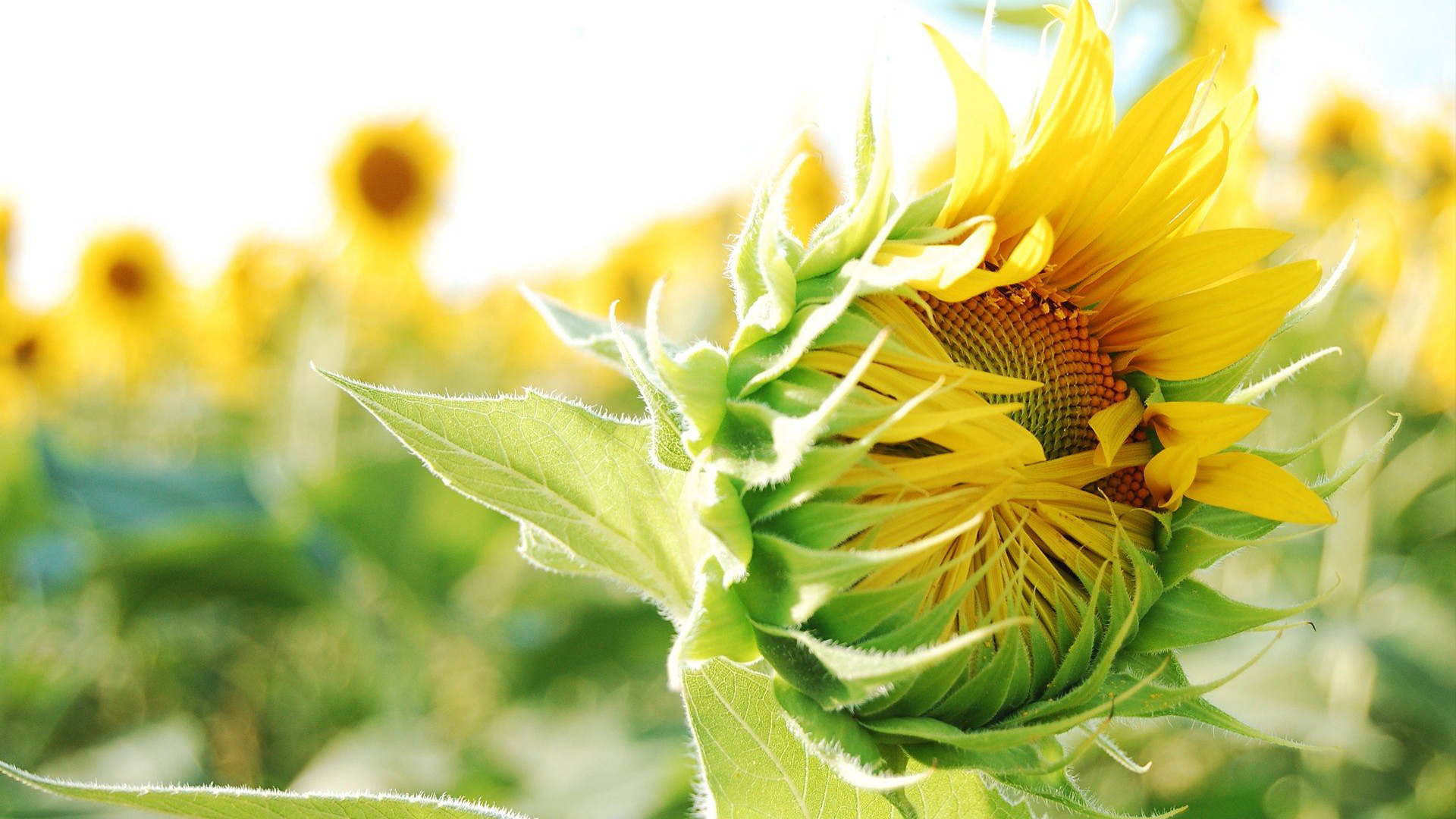 Распускающийся подсолнух