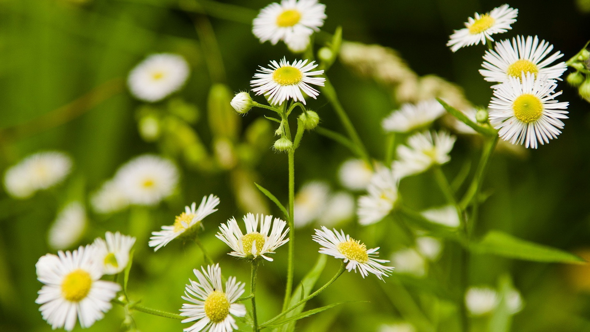 Мелкие ромашки