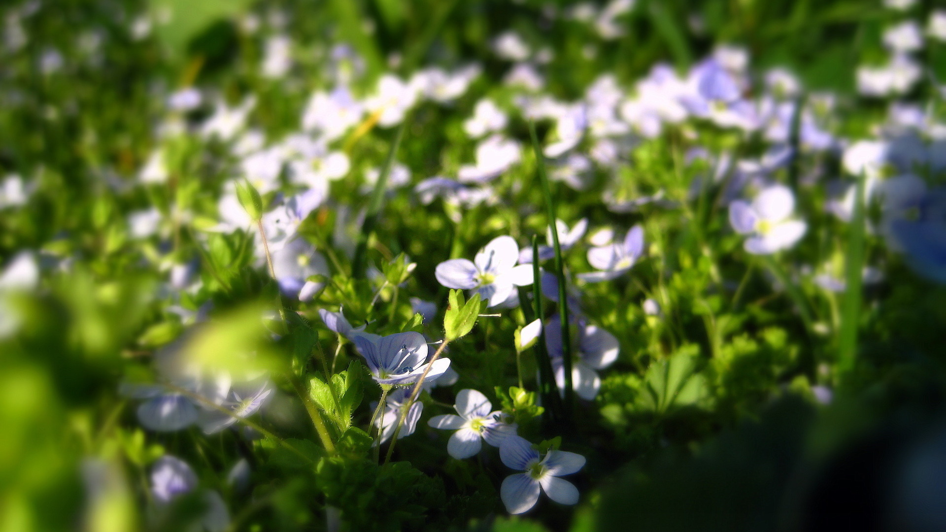 Летние нежные цветочки