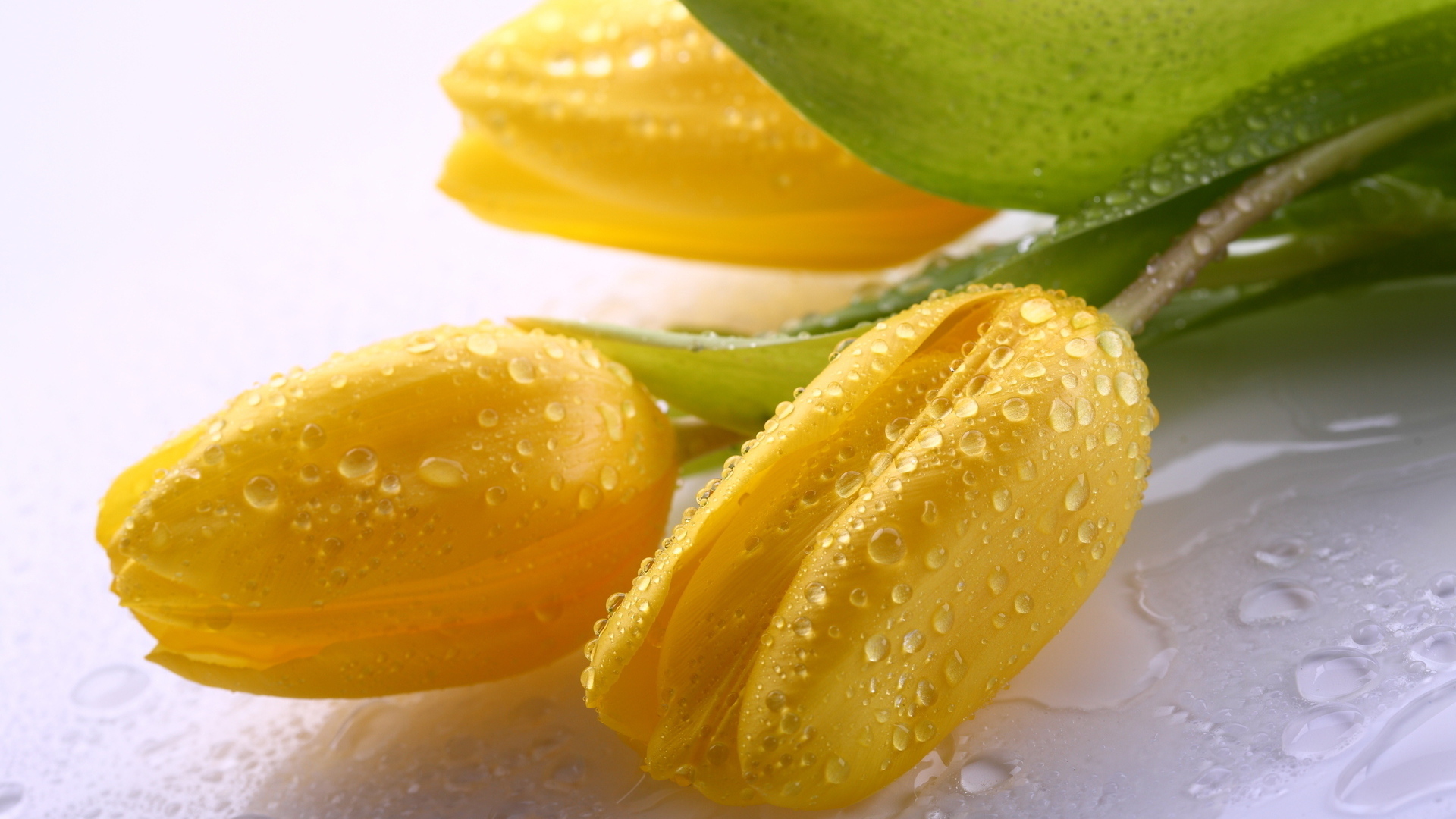 Три желтых тюльпана