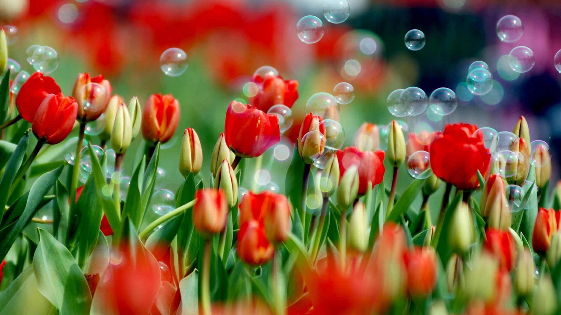 Тюльпаны и мыльные пузыри