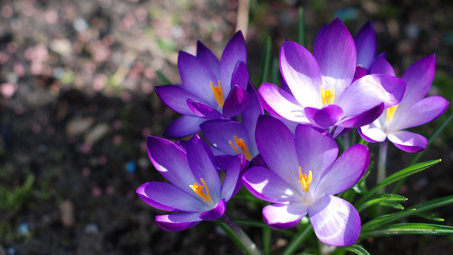 Фиолетовые крокусы