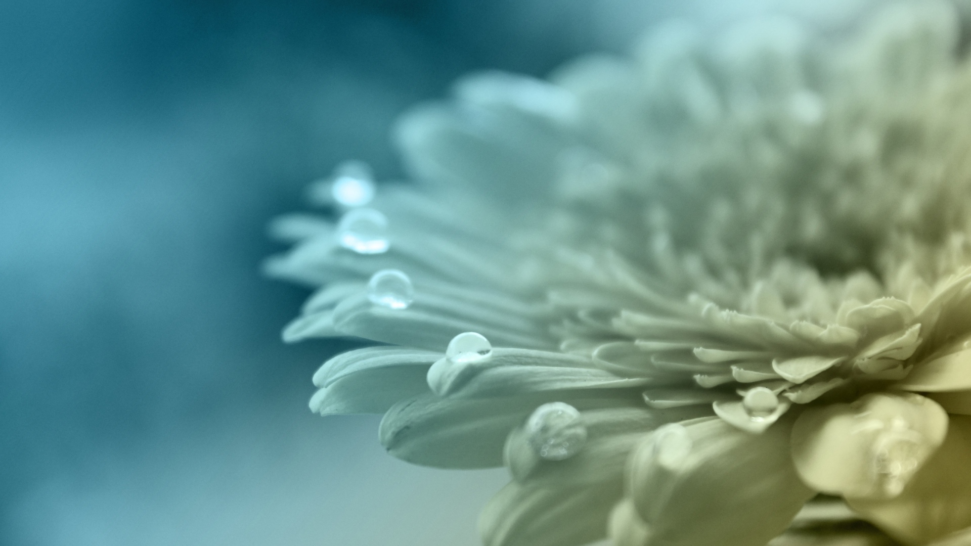 Белый цветок