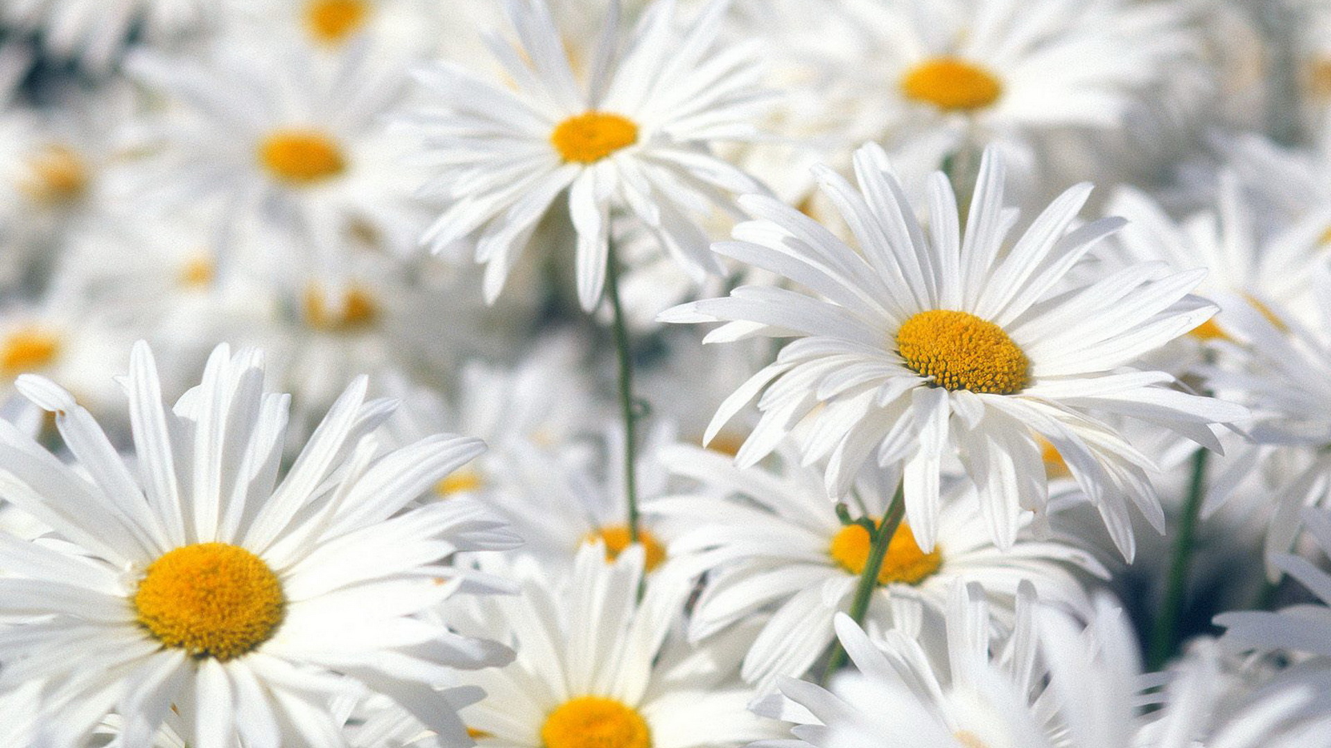 Белые ромашки