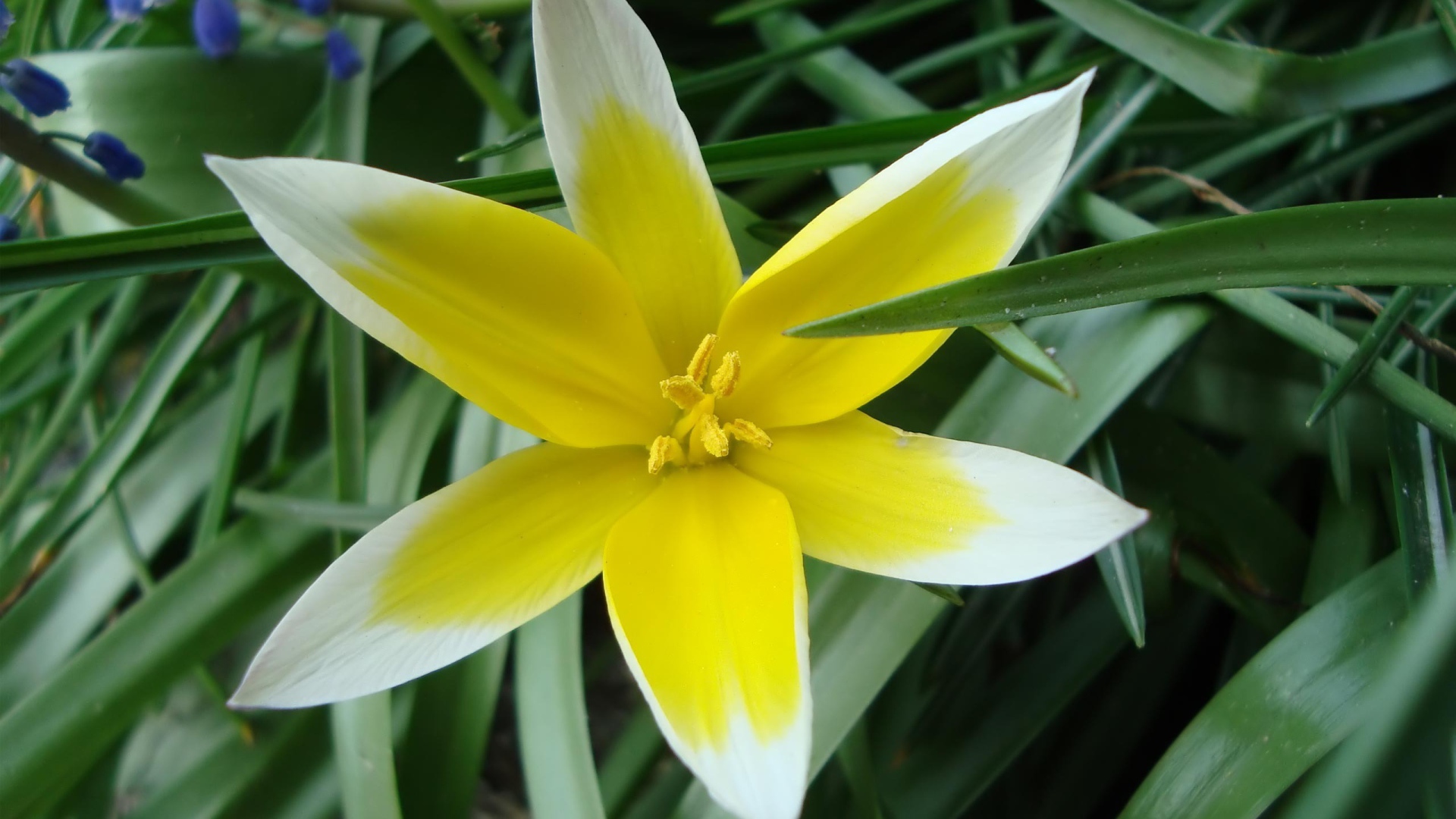 Желто-белая звездочка