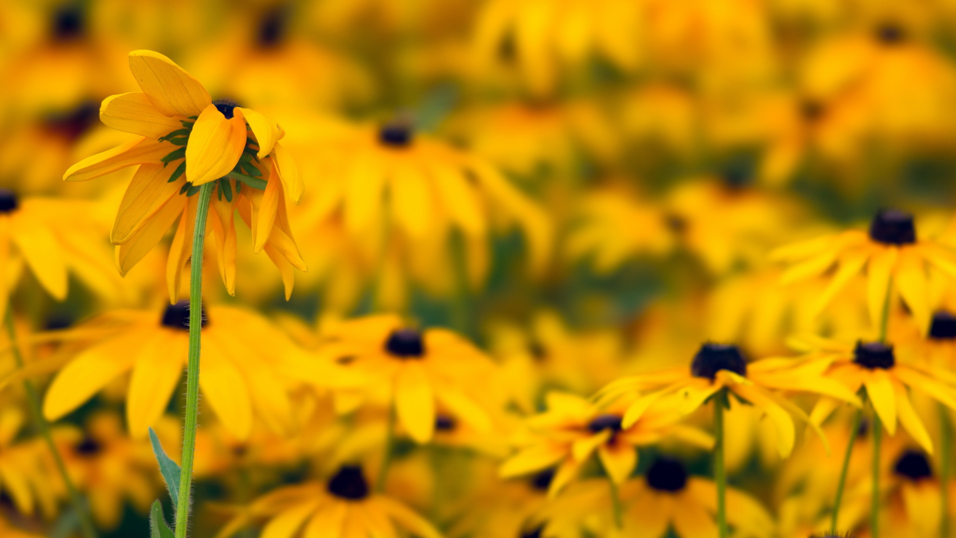 Желтые ромашки