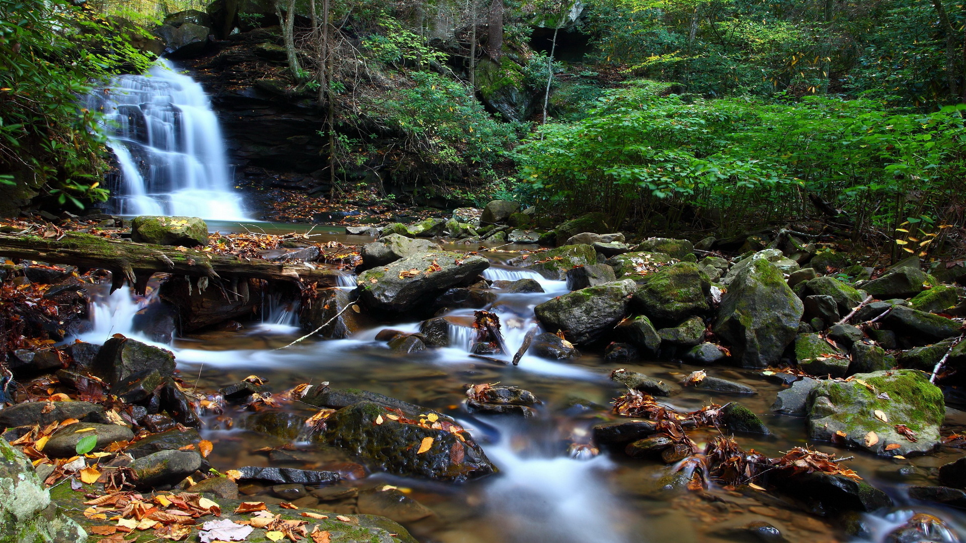 Ручей в чаще леса
