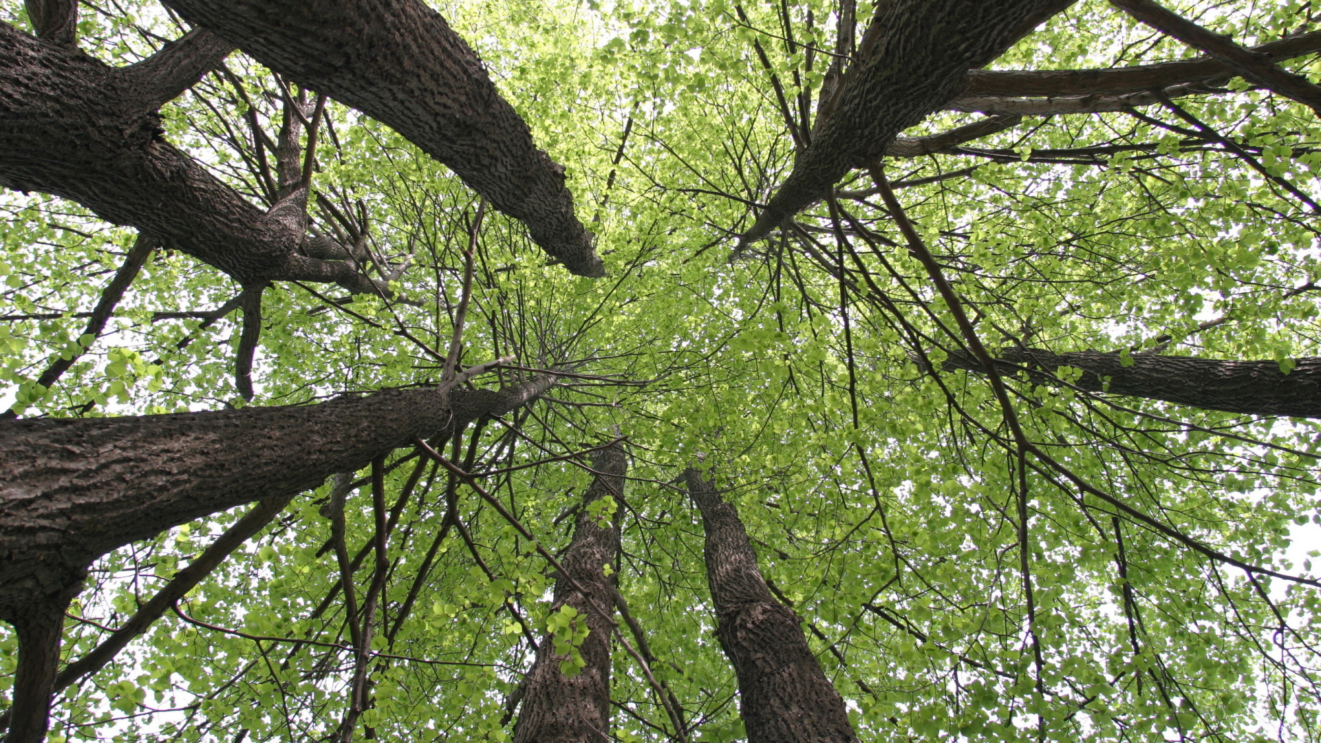 Кроны деревьев