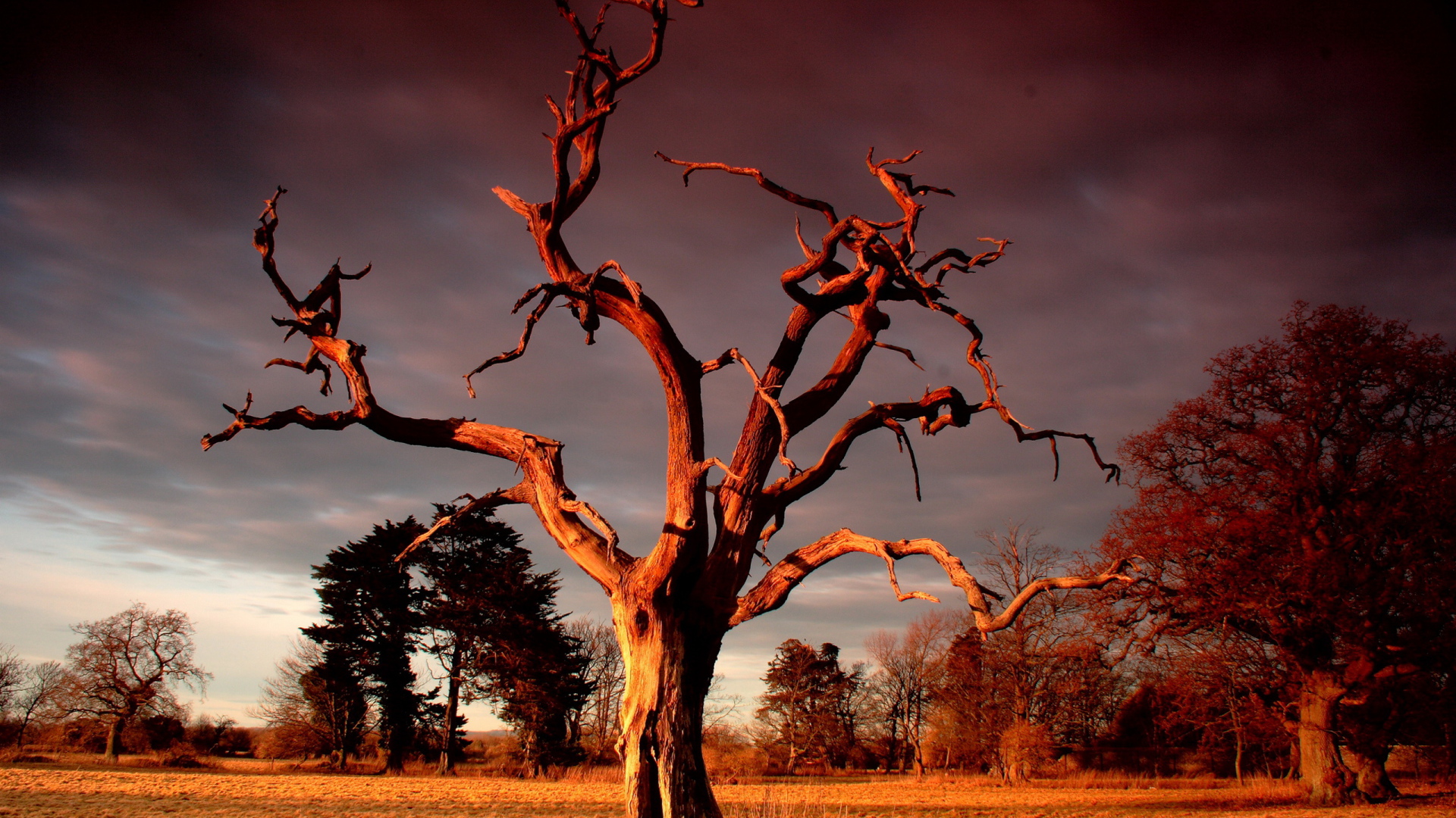 Сухое дерево