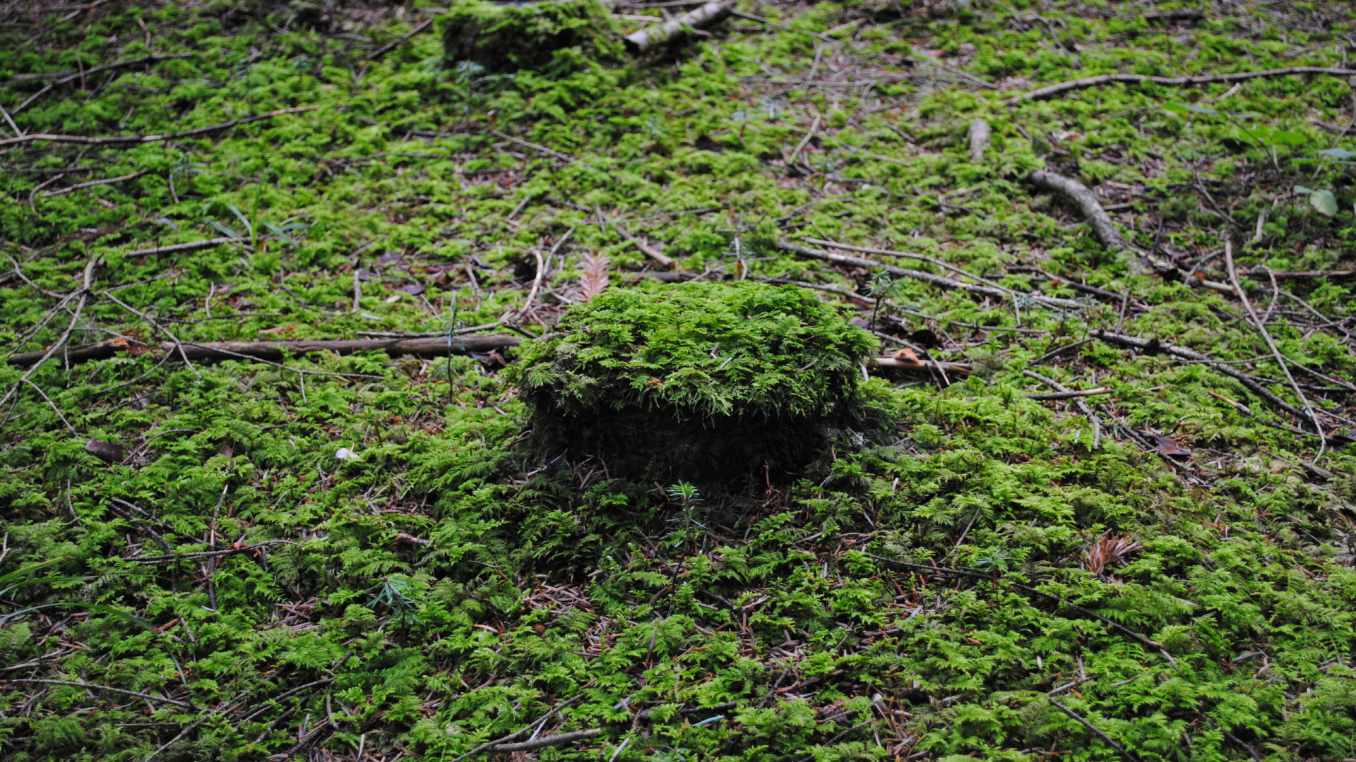 Лесной покров