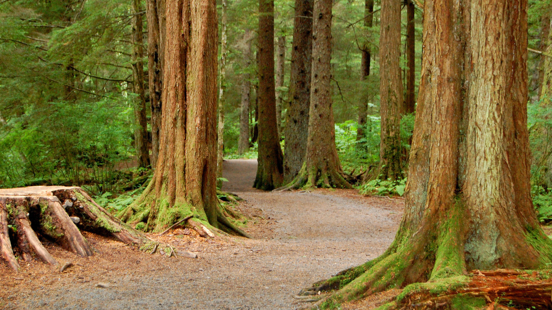Национальный Лес
