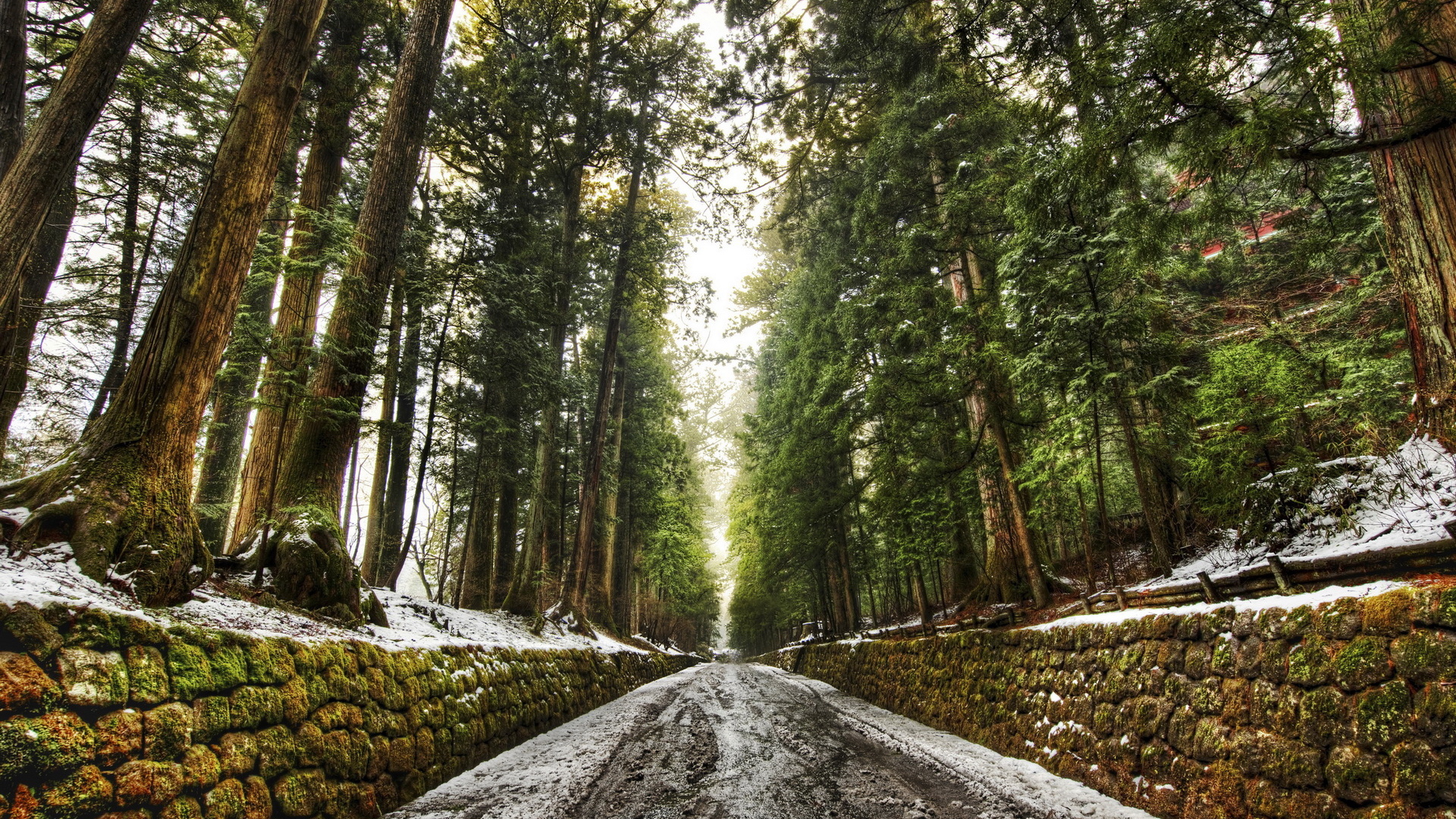 Дорога в лесу