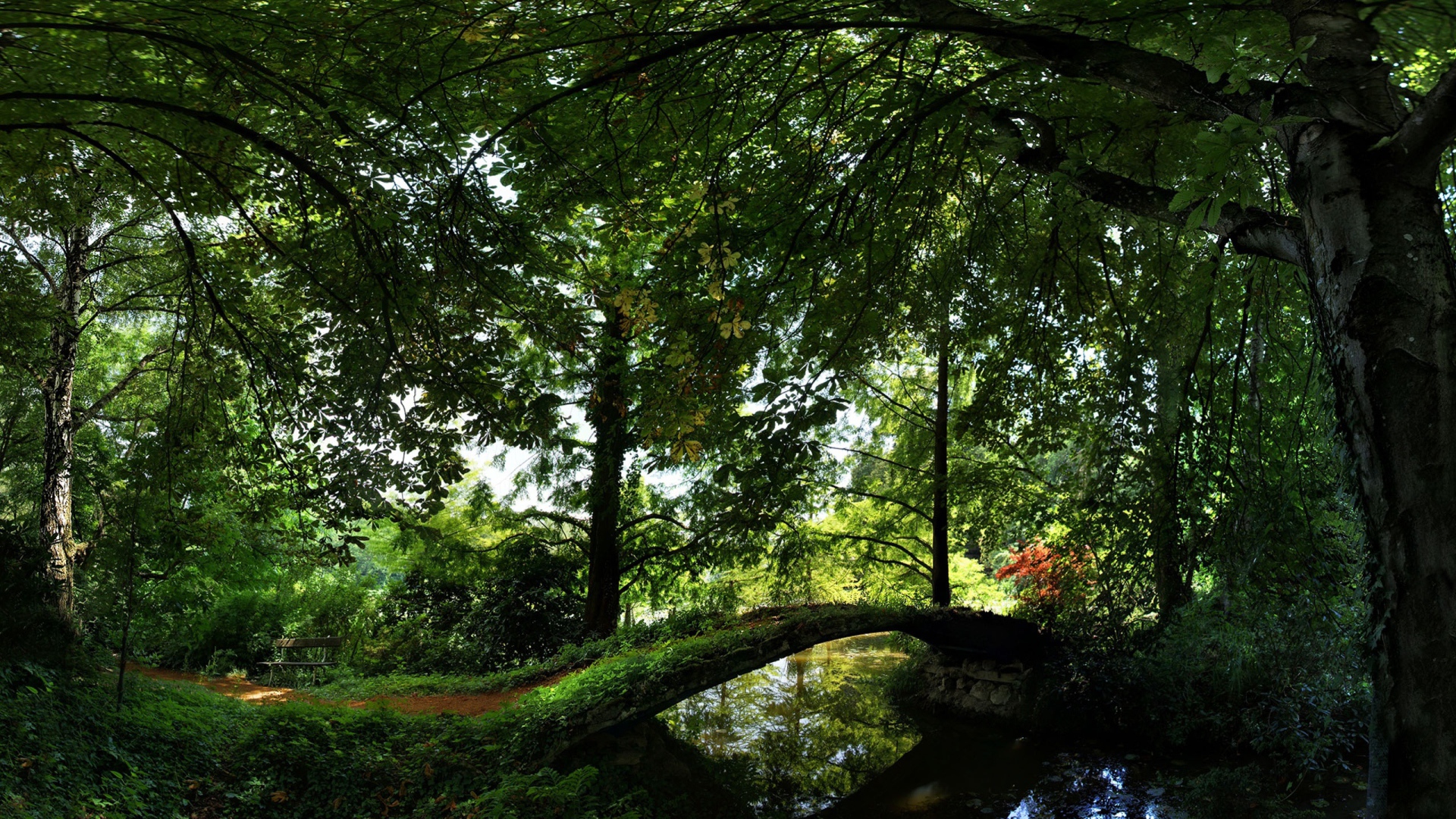 Лето Отдых в лесу