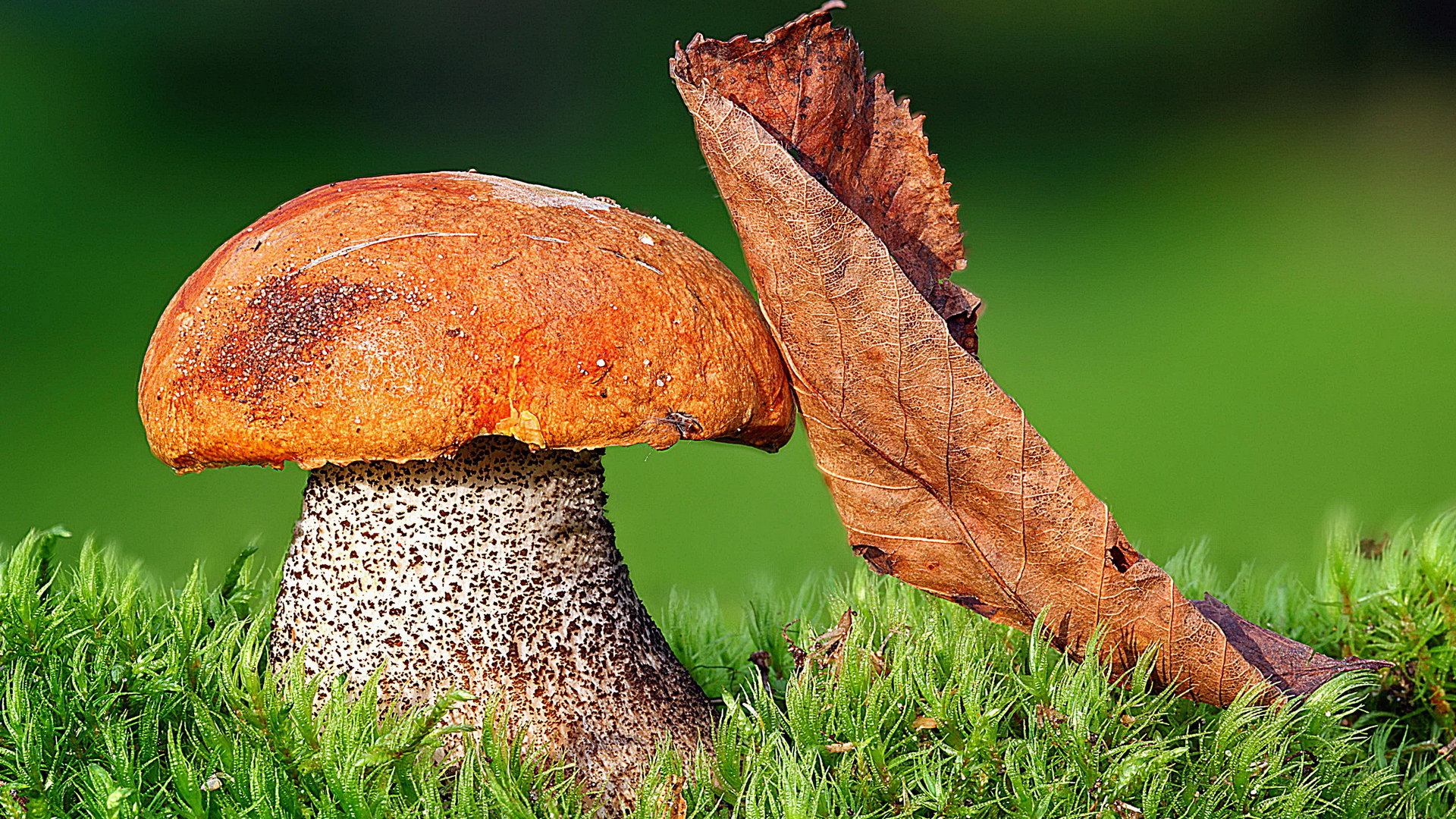 Подосиновик