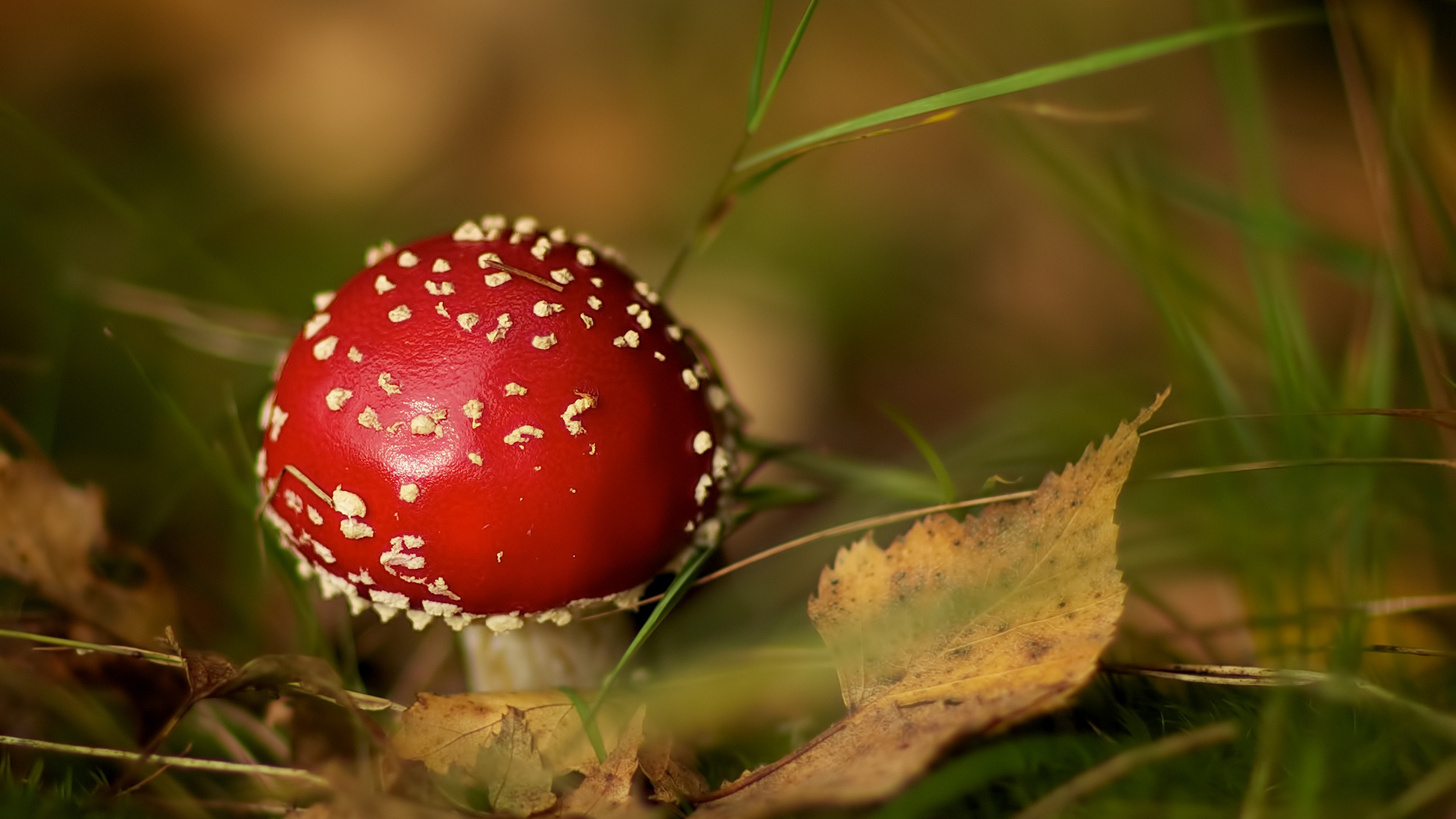 Маленький мухомор