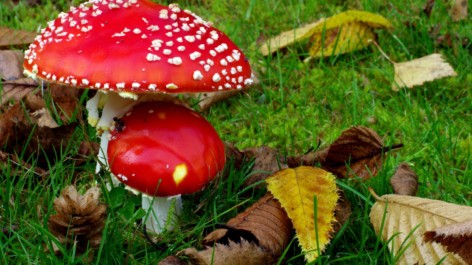 Два мухамора